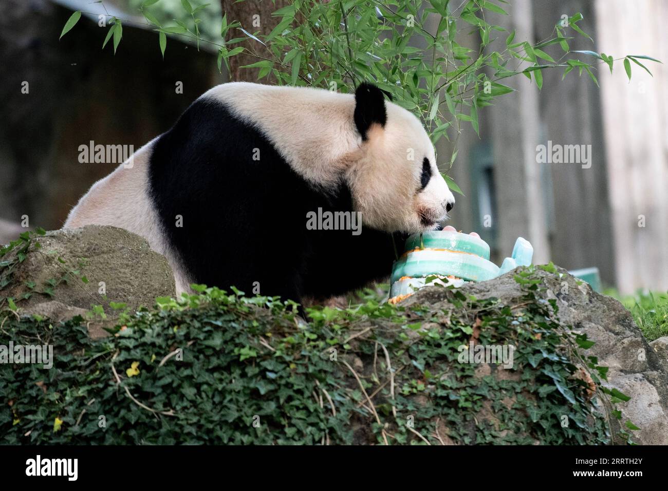 230723 -- WASHINGTON, D.C., le 23 juillet 2023 -- le panda géant Mei Xiang déguste un gâteau de glace au Smithsonian National Zoo à Washington, D.C., États-Unis, le 22 juillet 2023. Le panda géant Mei Xiang a célébré son 25e anniversaire ici samedi. Le zoo a organisé une fête spéciale pour célébrer l'occasion avec ses fans. ÉTATS-UNIS-WASHINGTON, DC-GÉANT PANDA MEI XIANG-ANNIVERSAIRE LIUXJIE PUBLICATIONXNOTXINXCHN Banque D'Images