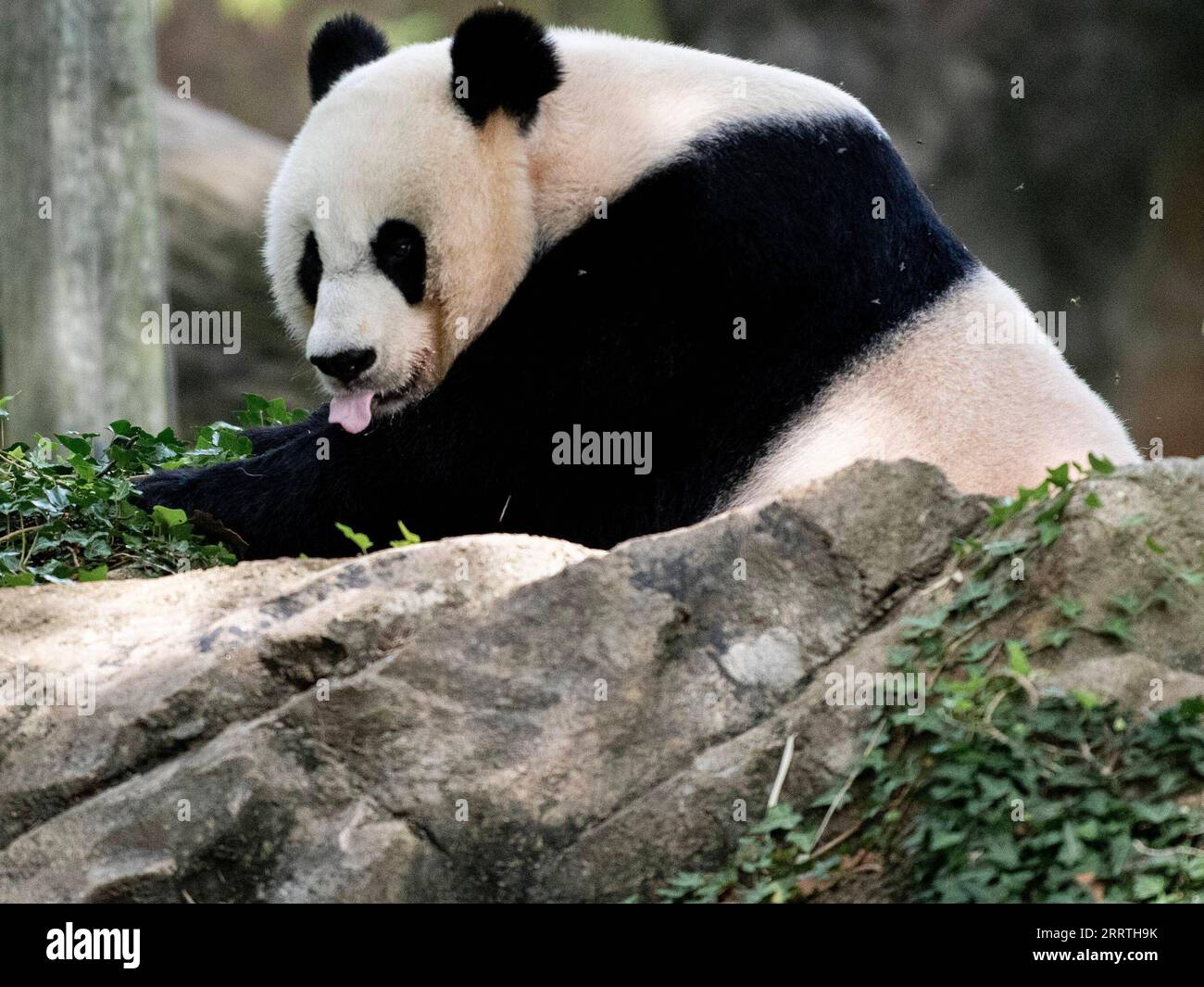 230723 -- WASHINGTON, D.C., le 23 juillet 2023 -- le panda géant Mei Xiang est vu au zoo national Smithsonian à Washington, D.C., États-Unis, le 22 juillet 2023. Le panda géant Mei Xiang a célébré son 25e anniversaire ici samedi. Le zoo a organisé une fête spéciale pour célébrer l'occasion avec ses fans. ÉTATS-UNIS-WASHINGTON, DC-GÉANT PANDA MEI XIANG-ANNIVERSAIRE LIUXJIE PUBLICATIONXNOTXINXCHN Banque D'Images