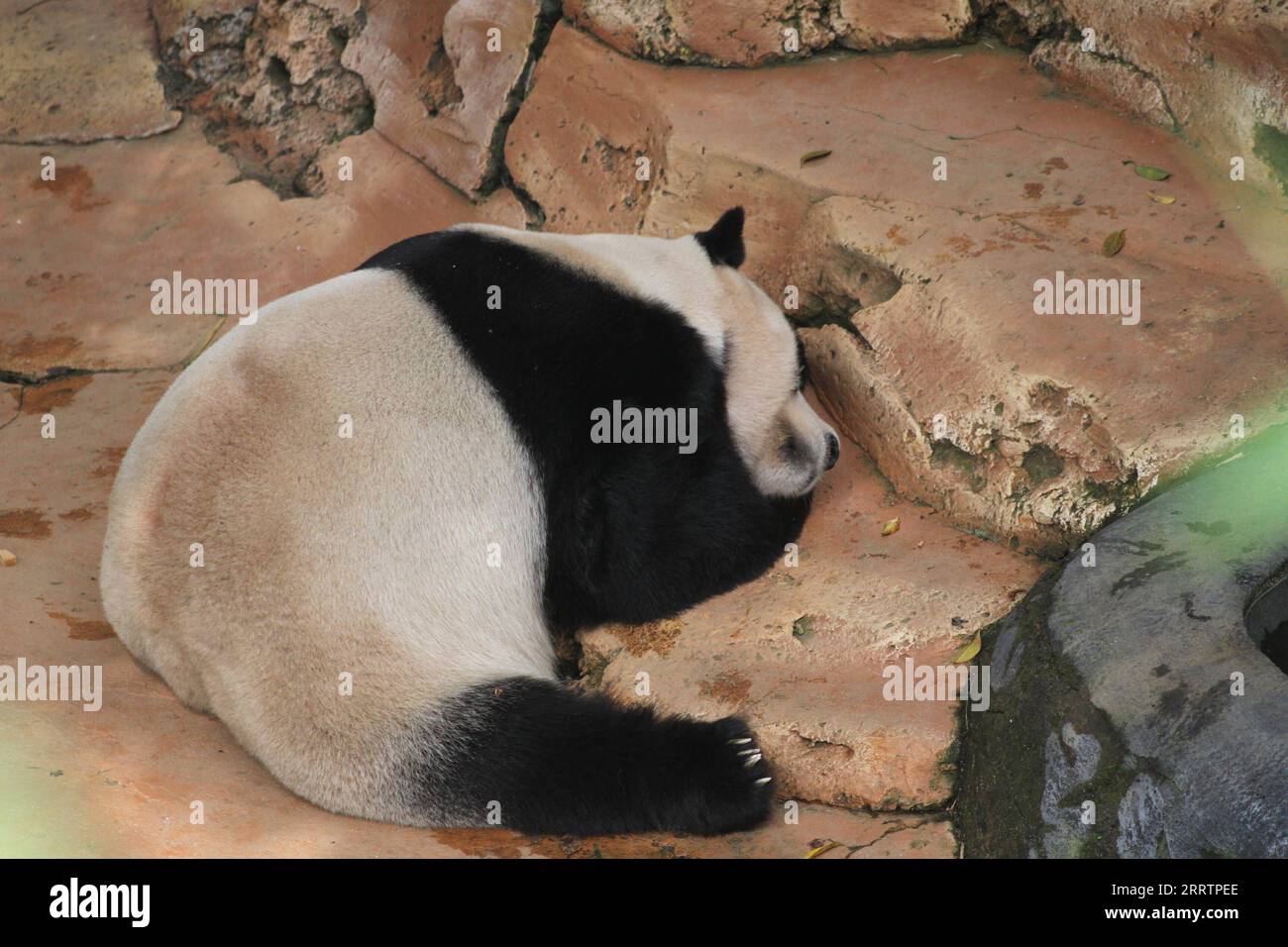 230805 -- BOGOR, 5 août 2023 -- le panda géant Cai Tao est vu lors d'une célébration pour son 13e anniversaire au Taman Safari à Bogor, Java Ouest, Indonésie, le 5 août 2023. Les pandas géants Cai Tao et Hu Chun du sud-ouest de la province du Sichuan vivent dans le parc safari depuis 2017. Photo de /Xinhua INDONESIA-BOGOR-GÉANT PANDA-CAI TAO-ANNIVERSAIRE CÉLÉBRATION SandikaxFadilah PUBLICATIONxNOTxINxCHN Banque D'Images