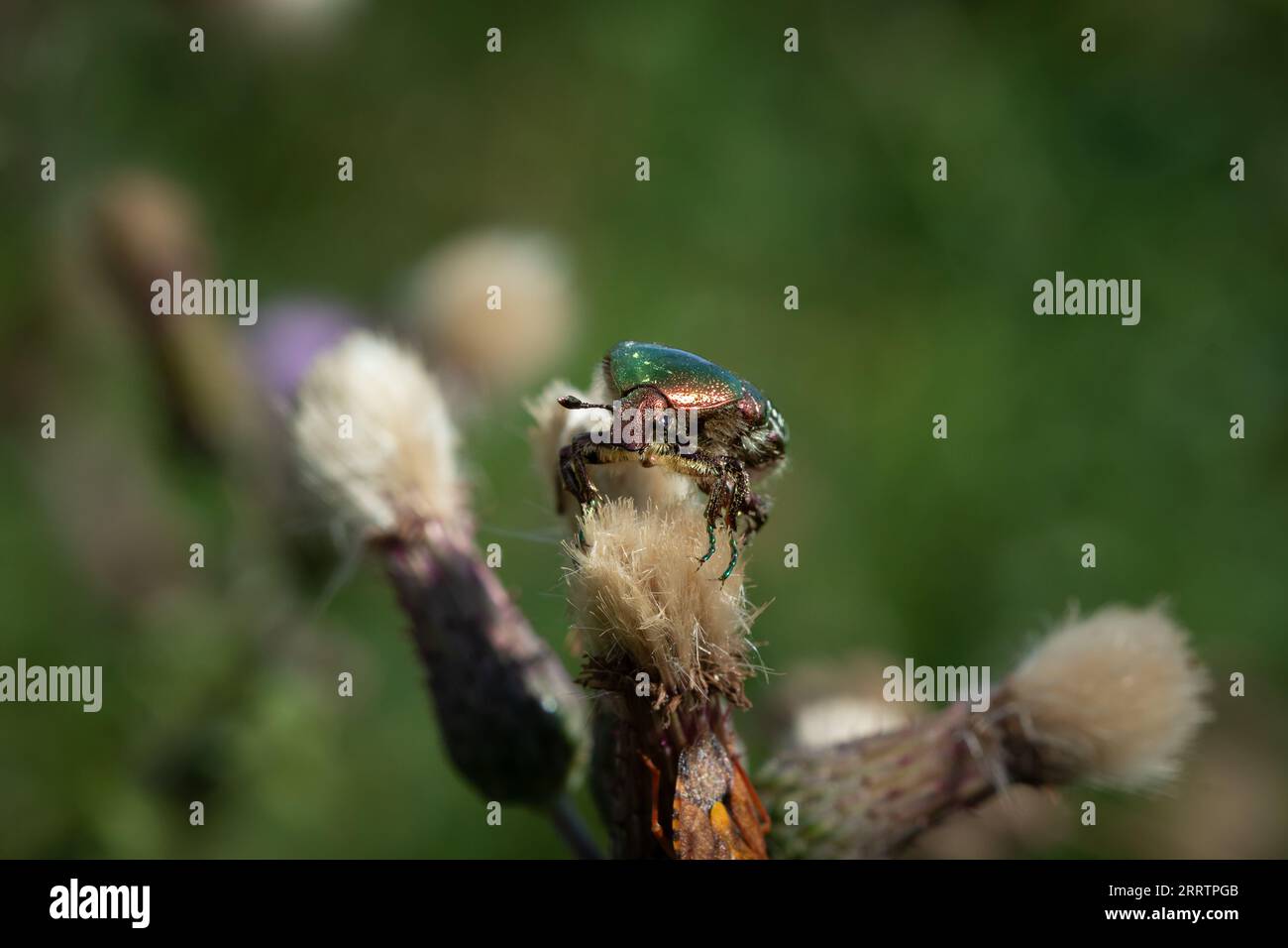 Un coléoptère floral (Cetoniinae), un chafer rose, un scarabée. Banque D'Images