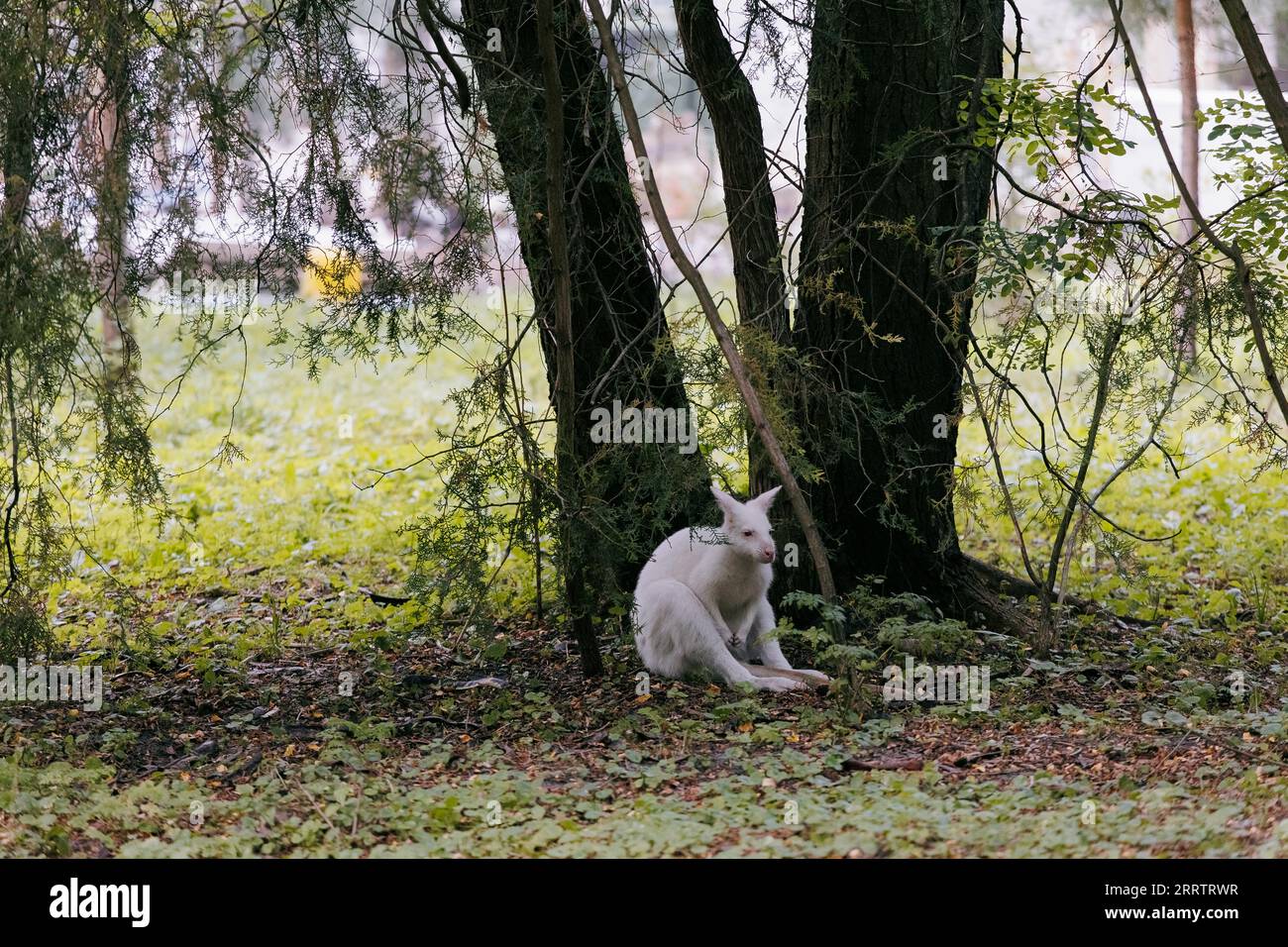 Wallaby albinos australien à cou roux assis sous l'arbre parmi les prairies dans le parc. Variation albinos du wallaby de Bennett. Banque D'Images