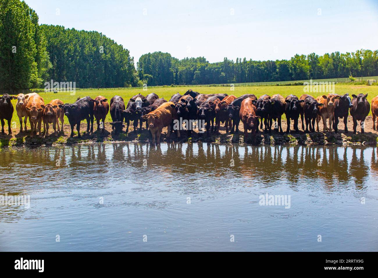 Un troupeau de vaches buvant dans une rivière un jour d'été Banque D'Images