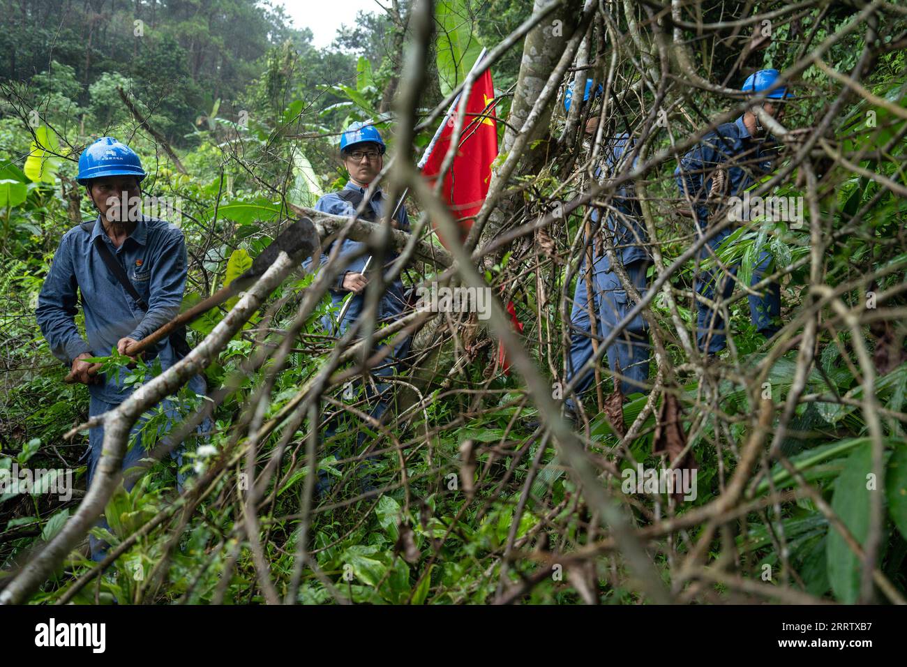 230812 -- PINGXIANG, 12 août 2023 -- Wen Xianwen 1st L nettoie un arbre tombé avec sa machette lors d'une mission de patrouille à Pingxiang, dans la région autonome de Guangxi Zhuang, dans le sud de la Chine, le 10 août 2023. Wen Xianwen, Yao Zhengqiang, Deng Yiqiang et Li Yingxing sont membres d'une équipe de personnel de maintenance de la branche Guangxi de la centrale électrique de Pingxiang de China Southern Power Grid. Les travailleurs de l’équipe, fondée en 1974, ont patrouillé sur près de 250 000 kilomètres de lignes de transport d’électricité de long au cours des 49 dernières années. Dirigée actuellement par Wen, l'équipe est entrée dans sa quatrième génération. Notre Banque D'Images