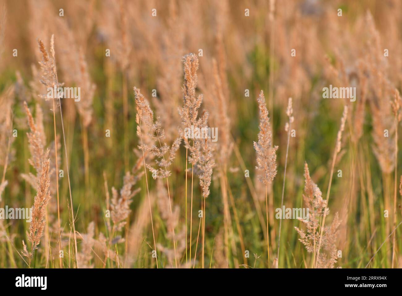 Calamagrostis epigejos - plante céréalière pérenne de steppe en automne Banque D'Images