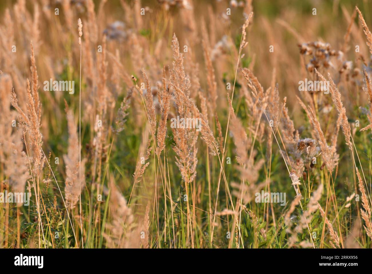 Calamagrostis epigejos - plante céréalière pérenne de steppe en automne Banque D'Images