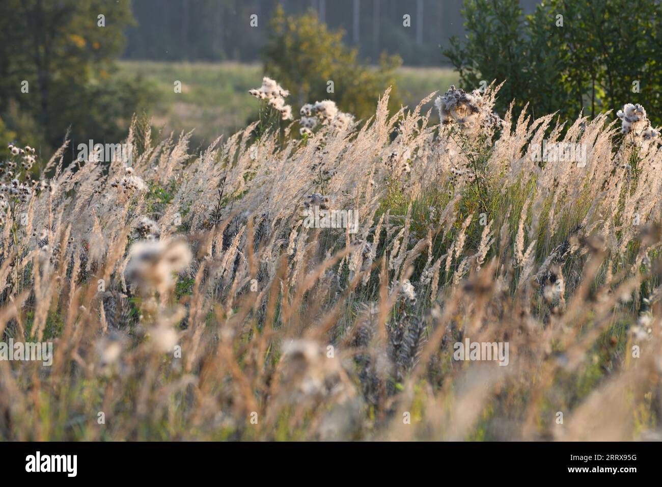 Calamagrostis epigejos - plante céréalière pérenne de steppe en automne Banque D'Images