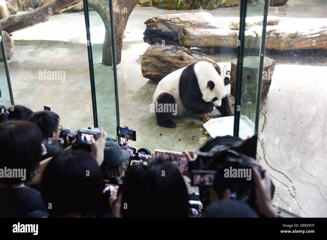 230830 -- TAIPEI, 30 août 2023 -- les gens regardent le panda géant Yuan Yuan profiter d'un repas d'anniversaire au zoo de Taipei à Taipei, dans le sud-est de la Chine Taiwan, le 30 août 2023. Le zoo de Taipei a célébré mercredi le 19e anniversaire de Yuan Yuan, le panda géant féminin offert par le continent chinois à Taïwan. Yuan Yuan et le panda mâle Tuan Tuan arrivent à Taipei en tant que cadeaux de bonne volonté du continent en décembre 2008. Le couple a produit deux descendants femelles, nés respectivement en 2013 et 2020. Tuan Tuan est mort de maladie en novembre de l'année dernière à l'âge de 18 ans. CHINE-TAIPEI-GÉANT PANDA-YUAN YUAN-ANNIVERSAIRE CN WANGXC Banque D'Images