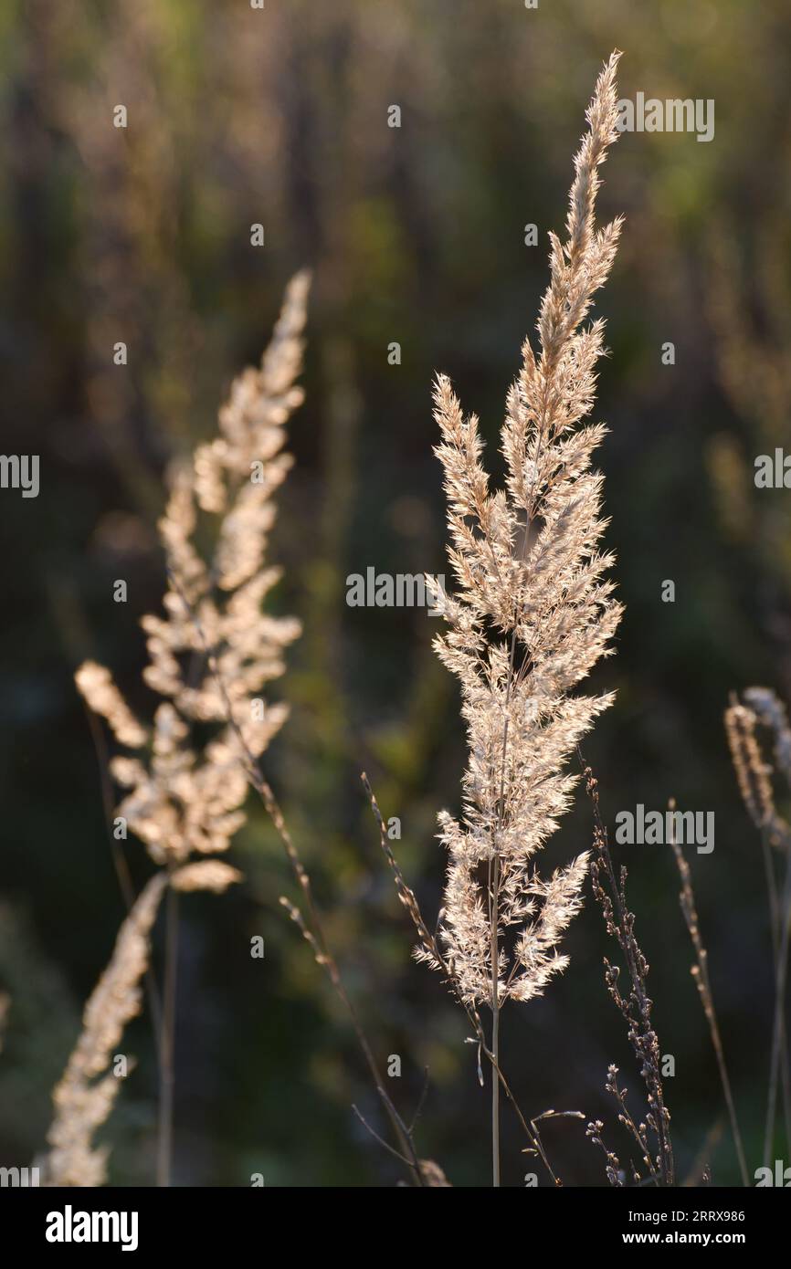 Calamagrostis epigejos - plante céréalière pérenne de steppe en automne Banque D'Images