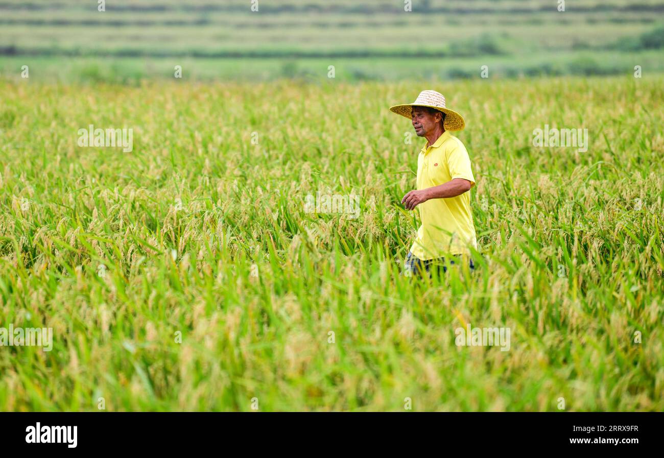 230830 -- CENGONG, 30 août 2023 -- Chen Liangdong vérifie la croissance des semences dans un champ de semences de riz hybride dans le comté de Cengong de Qiandongnan Miao et la préfecture autonome de Dong, dans le sud-ouest de la Chine, province de Guizhou, 26 août 2023. À l'arrivée de l'automne, les rizières deviennent dorées. Chen Liangdong a invité une équipe de récolte professionnelle de la province du Henan à récolter les semences de riz hybride sur sa ferme. En regardant les abondantes graines de riz, il était ravi. Chen, âgé de 61 ans, est un important producteur de semences de riz hybride dans le comté de Cengong. Il travaillait comme ouvrier de la construction dans le comté pour beaucoup de YE Banque D'Images