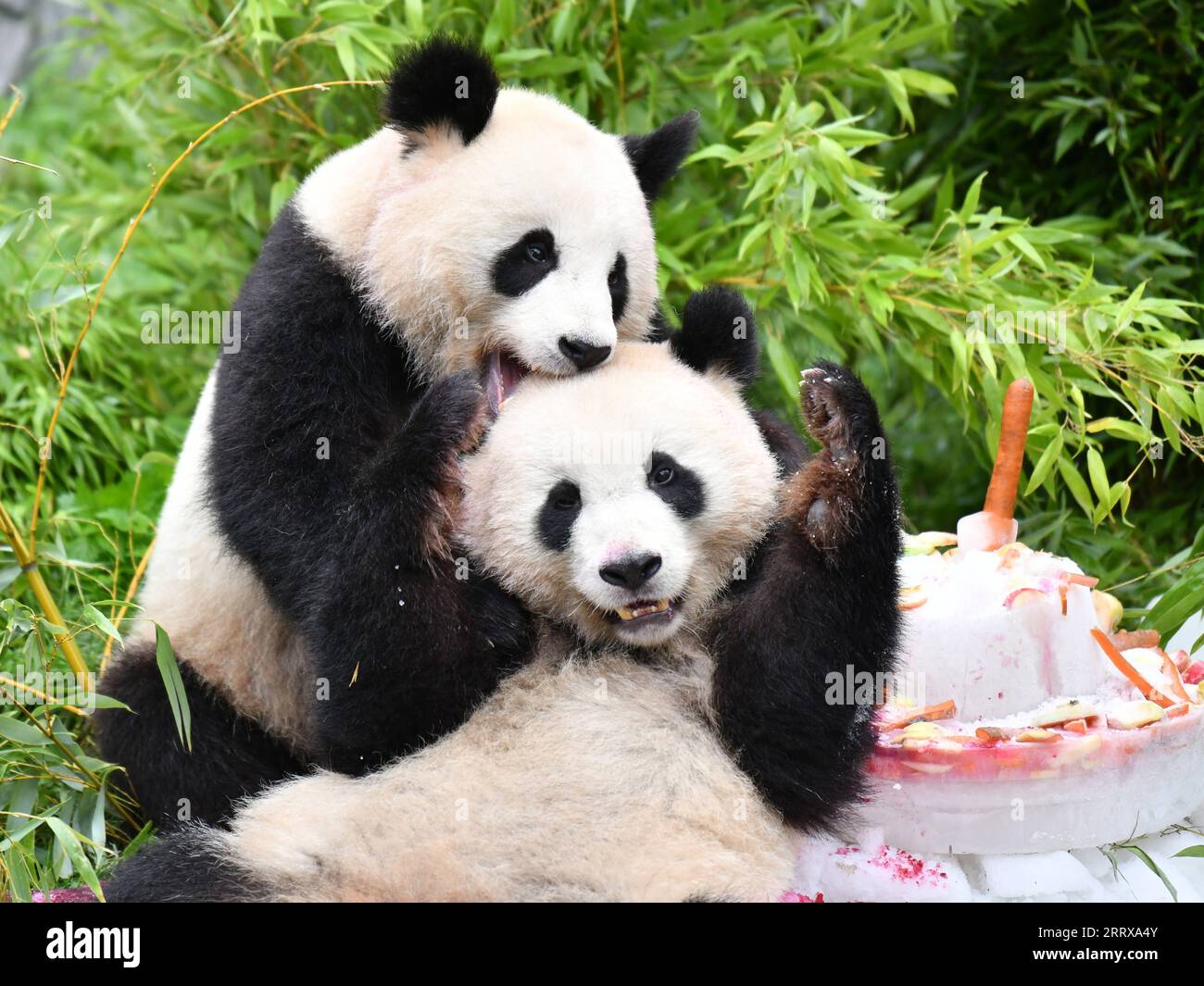 Divertissement Bilder des Tages 230831 -- BERLIN, 31 août 2023 -- le panda géant Meng Xiang top joue avec Meng Yuan au zoo de Berlin, capitale de l'Allemagne, le 31 août 2023. Le couple de pandas géants a fêté jeudi son quatrième anniversaire au zoo de Berlin. ALLEMAGNE-BERLIN-GÉANTS JUMEAUX PANDA-QUATRIÈME ANNIVERSAIRE RENXPENGFEI PUBLICATIONXNOTXINXCHN Banque D'Images