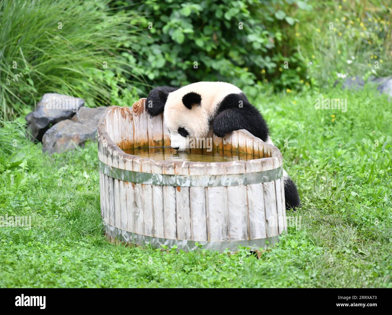 230831 -- BERLIN, 31 août 2023 -- le panda géant Meng Yuan est vu au zoo de Berlin, capitale de l'Allemagne, le 31 août 2023. Le couple de pandas géants a fêté jeudi son quatrième anniversaire au zoo de Berlin. ALLEMAGNE-BERLIN-GÉANTS JUMEAUX PANDA-QUATRIÈME ANNIVERSAIRE RENXPENGFEI PUBLICATIONXNOTXINXCHN Banque D'Images