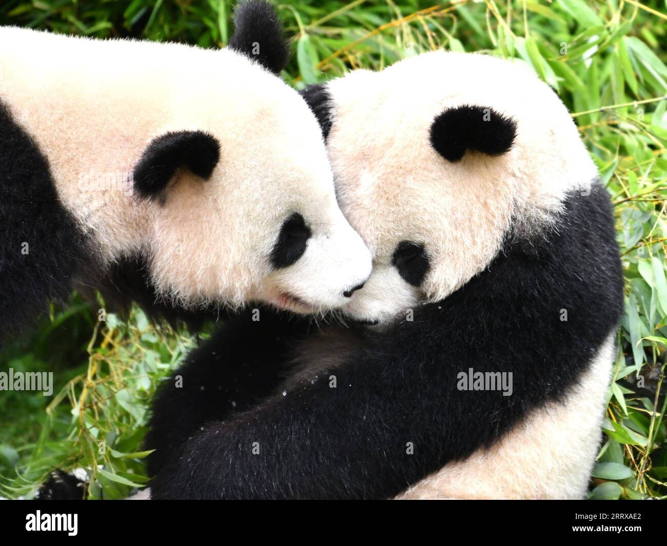 230831 -- BERLIN, 31 août 2023 -- le panda géant Meng Xiang L joue avec Meng Yuan au zoo de Berlin, capitale de l'Allemagne, le 31 août 2023. Le couple de pandas géants a fêté jeudi son quatrième anniversaire au zoo de Berlin. ALLEMAGNE-BERLIN-GÉANTS JUMEAUX PANDA-QUATRIÈME ANNIVERSAIRE RENXPENGFEI PUBLICATIONXNOTXINXCHN Banque D'Images