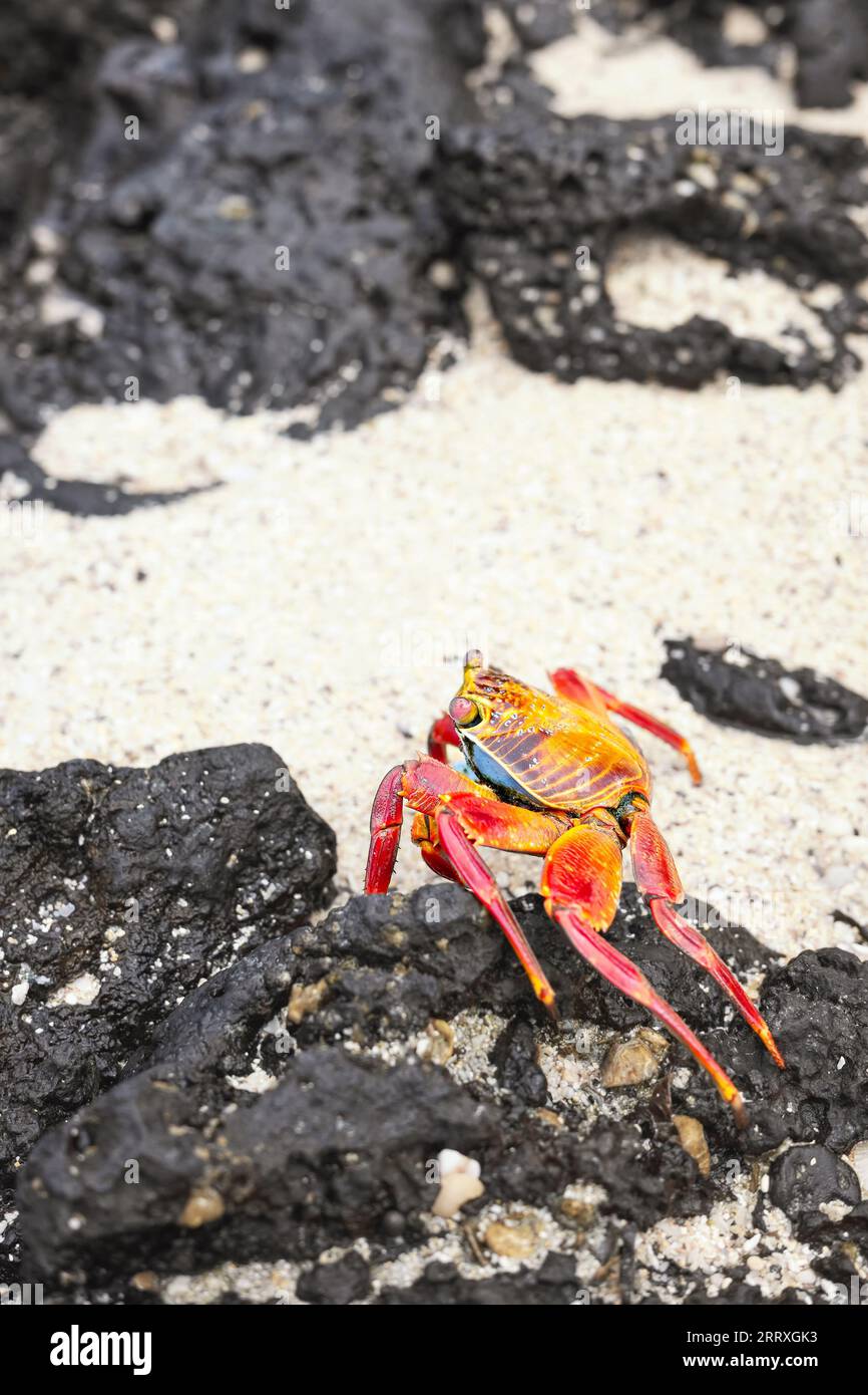 Photo en gros plan d'un crabe Sally Lightfoot sur une roche volcanique, mise au point sélective, îles Galapagos, Équateur. Banque D'Images