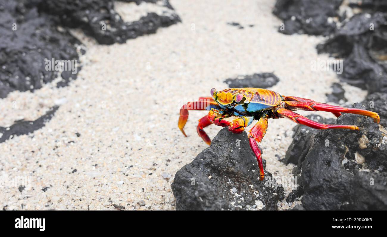 Photo en gros plan d'un crabe Sally Lightfoot sur une roche volcanique, mise au point sélective, îles Galapagos, Équateur. Banque D'Images