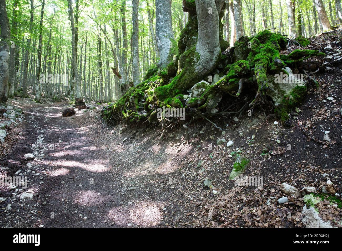 Chemin à travers les bois de Rio Arno Banque D'Images