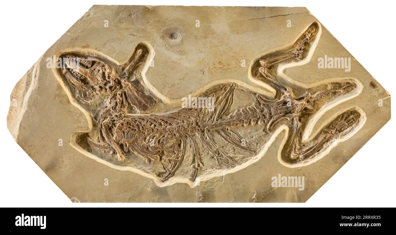 Fossile Hyopsodus wortmani, mammifère Hyopsodontidae de la famille Extinct, semblable à un chien de prairie, 52MYO, début de l'Éocène, Fossil Butte National Monument, Wyomi Banque D'Images