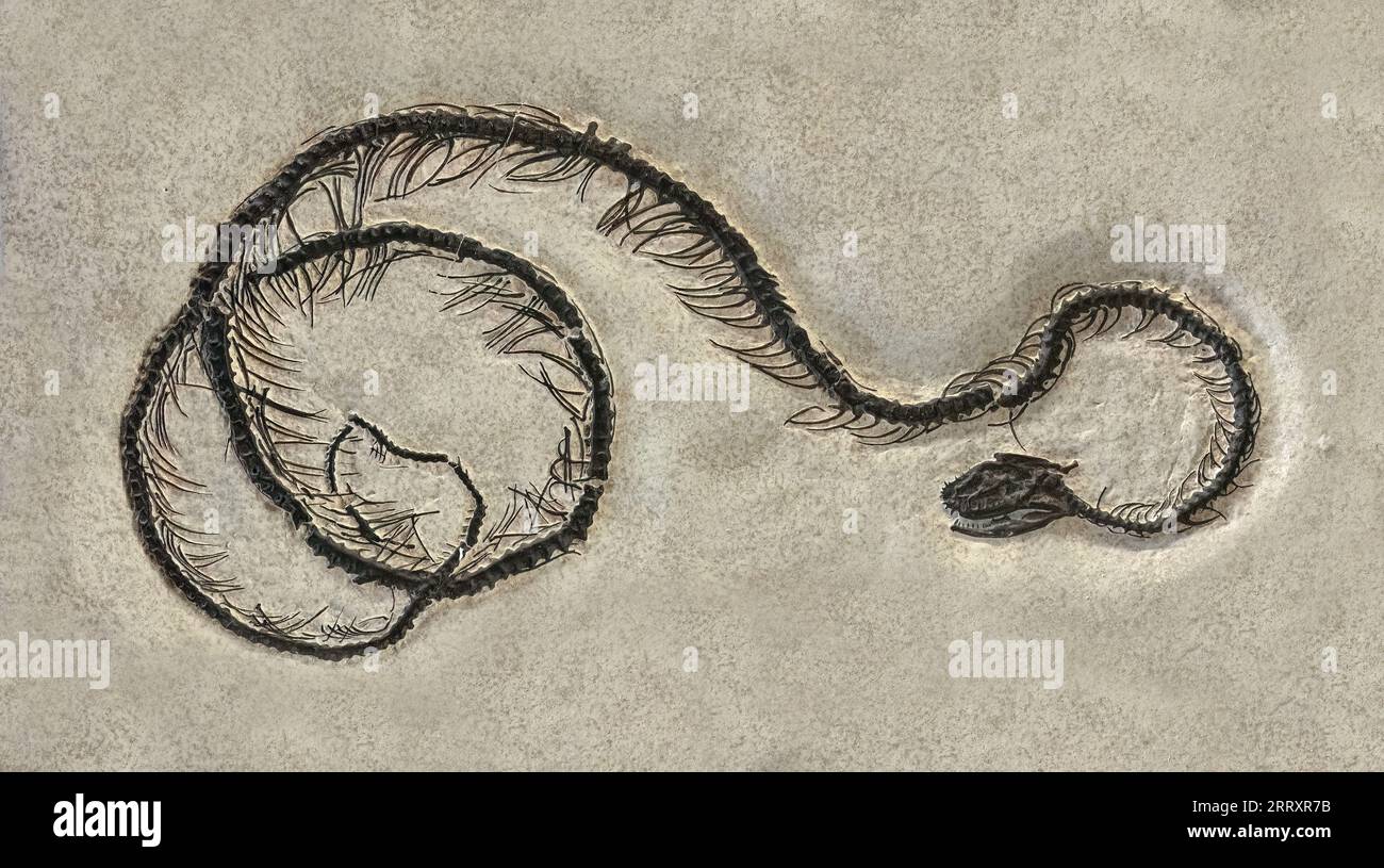 Serpent fossile, Boavus idelmani, début de l'Éocène, 52MYO, Fossil Butte National Monument, Wyoming Banque D'Images