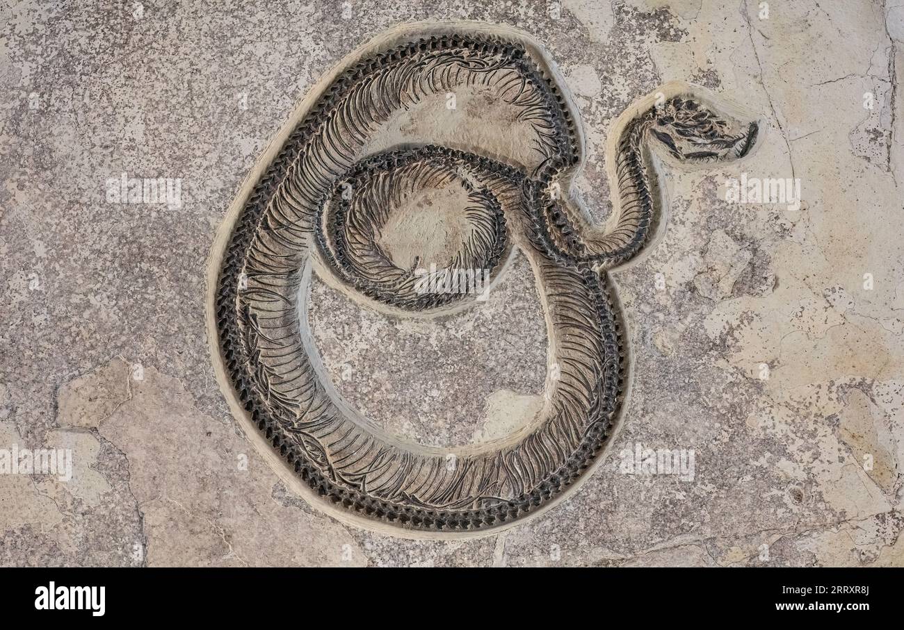 Serpent fossile, Boavus idelmani, Fossil Butte National Monument, Wyoming, 52 MYO, début de l'Éocène Banque D'Images