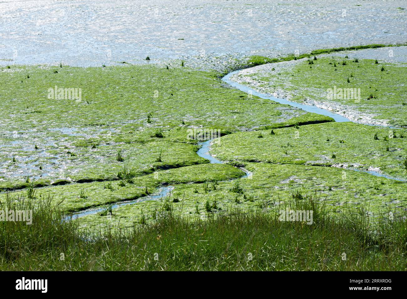 Paysages côtiers de Grande-Bretagne - végétation luxuriante poussant dans les marais salants intertidaux. Banque D'Images
