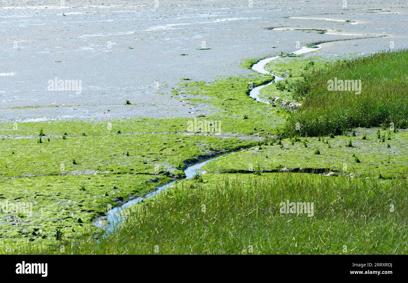 Paysages côtiers de Grande-Bretagne - végétation luxuriante poussant dans les marais salants intertidaux. Banque D'Images