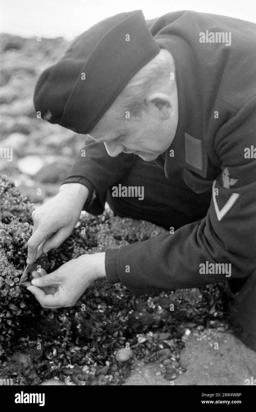 Der Fotograf Erich Andres in der Uniform der Kriegsmarine erntet Muscheln am Strand von le Havre UM sie zu verzehren, 1940. Le photographe Erich Andres dans son uniforme de Kriegsmarine récolte des moules sur la plage du Havre pour les manger, 1940. Banque D'Images