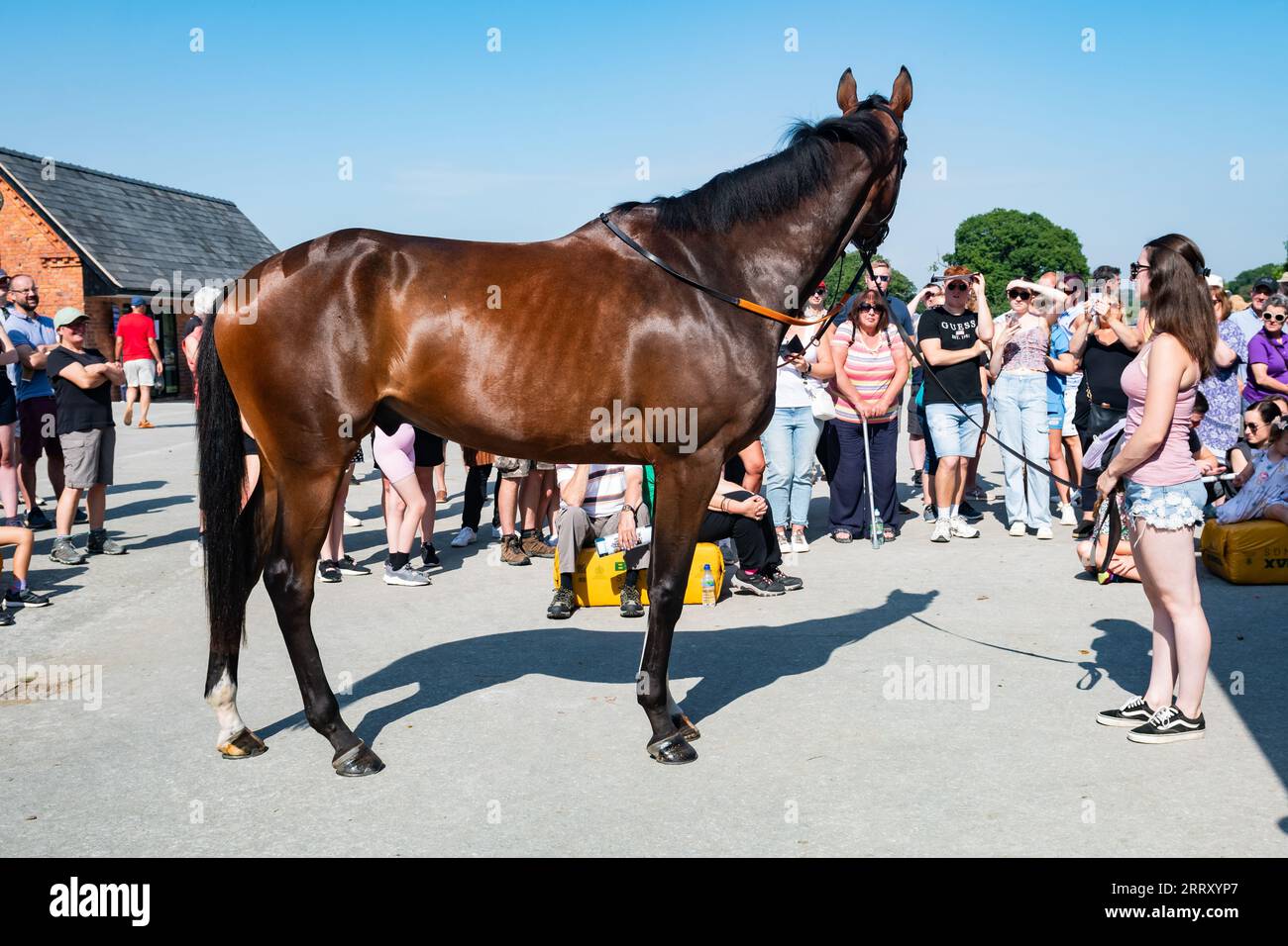 Malpas, Cheshire, Royaume-Uni, samedi 9 septembre 2023. La National Racehorse week 2023 (NRW) débute le samedi 9 septembre 2023 à Stockton Hall, Malpas, Cheshire, le domicile d'Oliver Greenall et Josh Guerriero. Crédit JTW Equine Images / Alamy Live News Banque D'Images