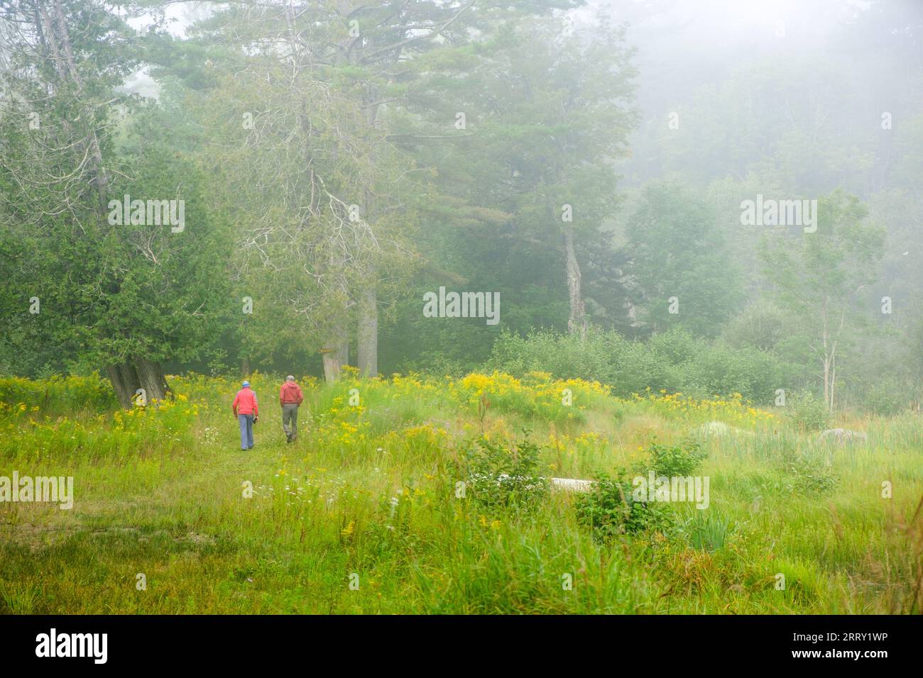 Scène de lac Adirondack Misty pendant le canoë dans les montagnes Adirondack de l'État de New York, États-Unis, Essex Chain Lakes près de Newcomb, NY, États-Unis. Banque D'Images