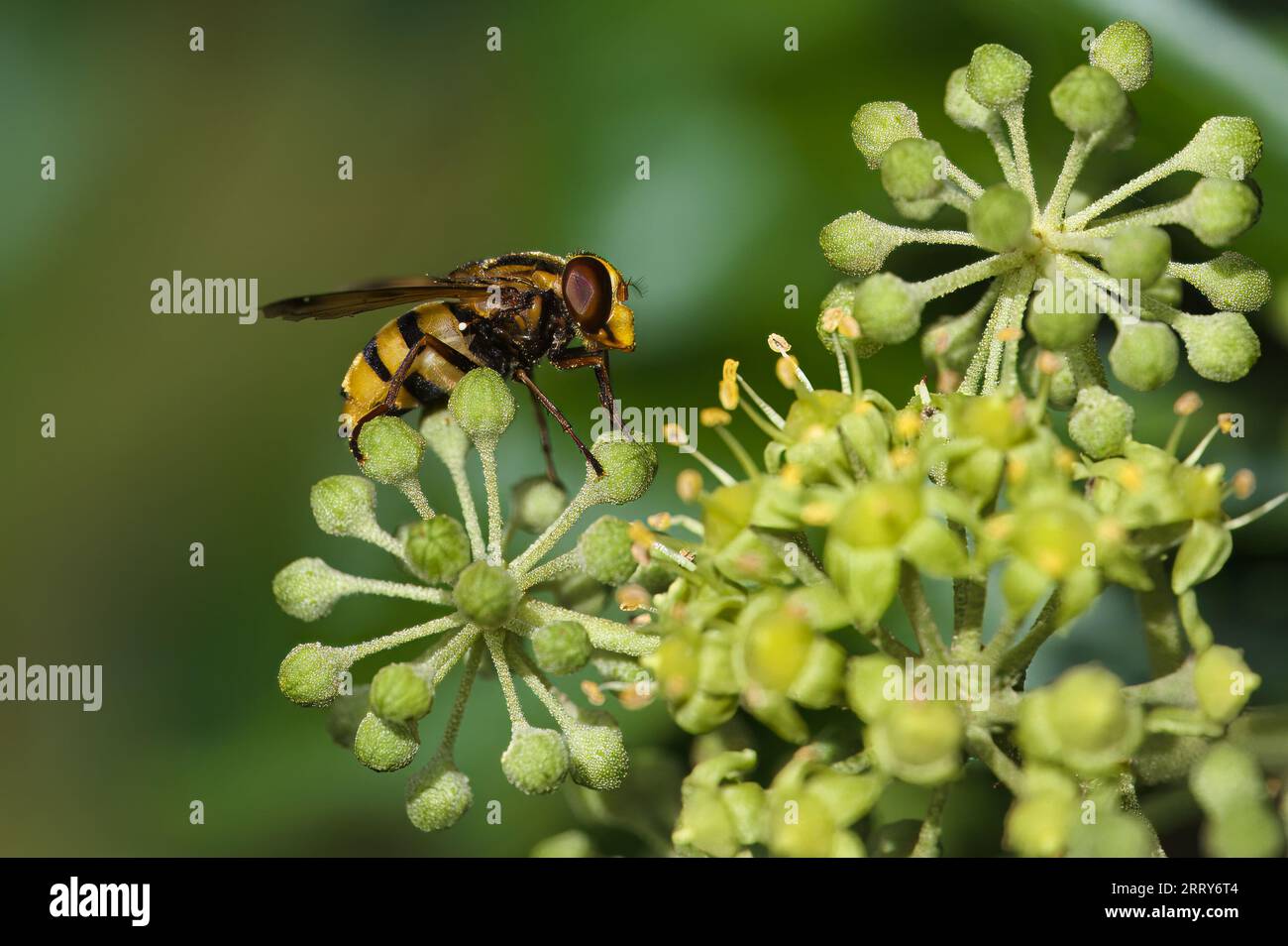 Gros plan depuis un survoler de hornet (Volucella zonaria) sur les fleurs de lierre. Banque D'Images