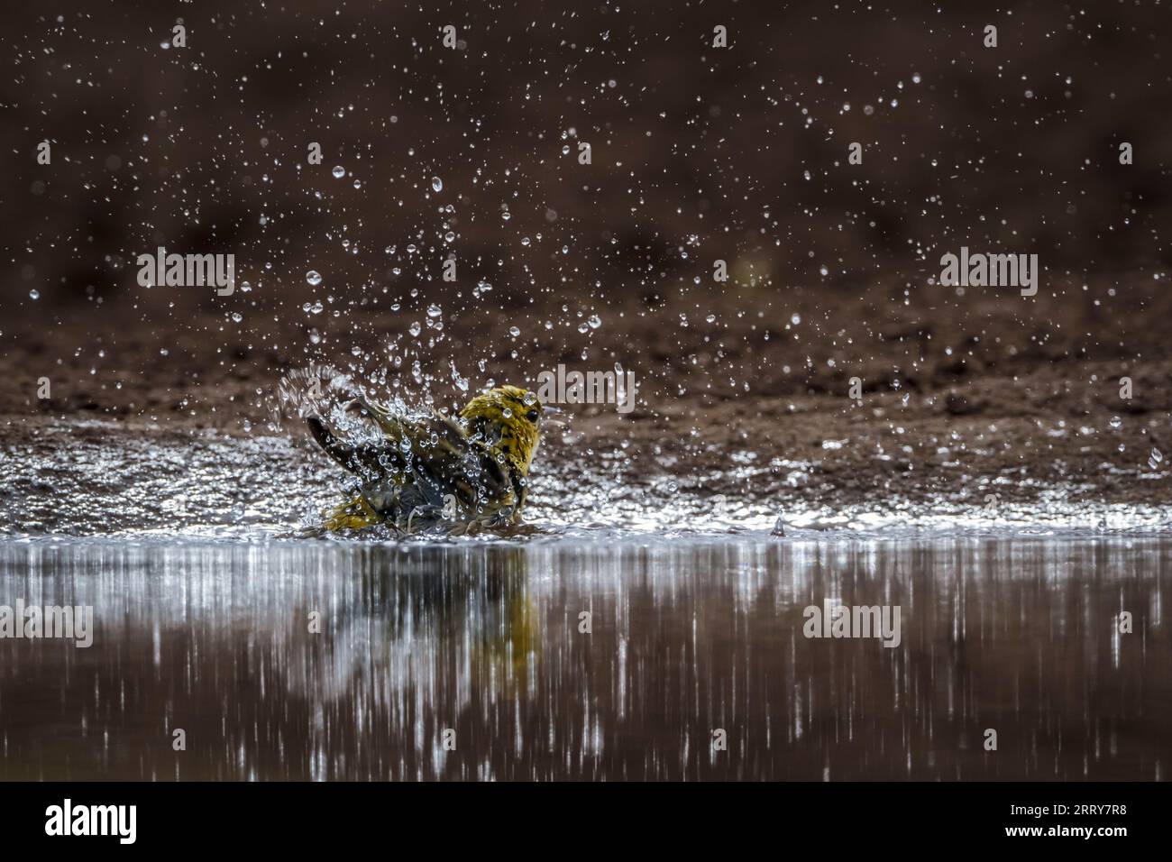 Tisserand à tête rouge se baignant dans un trou d'eau dans le parc national Kruger, Afrique du Sud ; espèce Anaplectes rubriceps famille de Ploceidae Banque D'Images