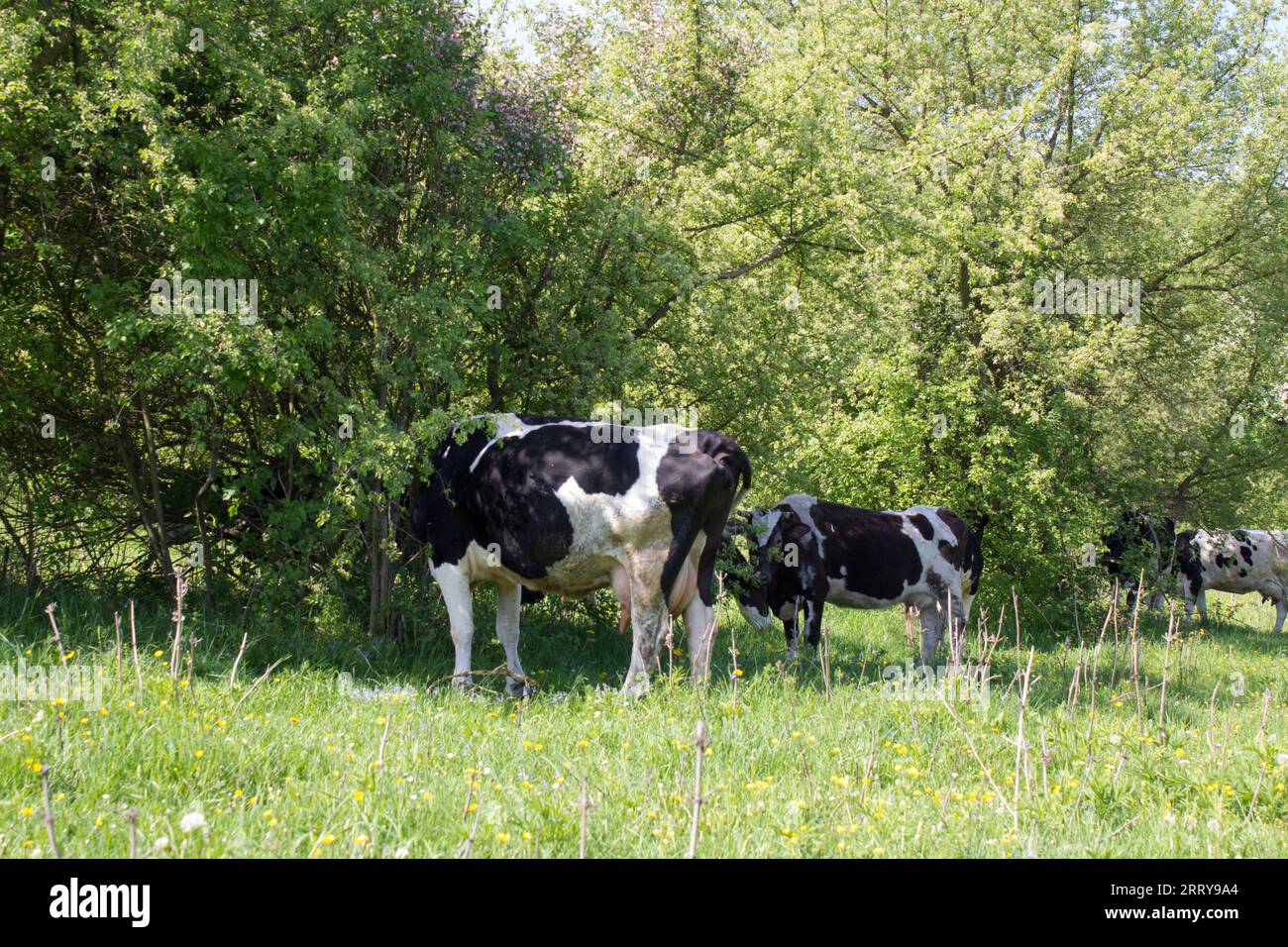 grande chaleur sur le pâturage, vaches se cachant à l'ombre sous les arbres Banque D'Images