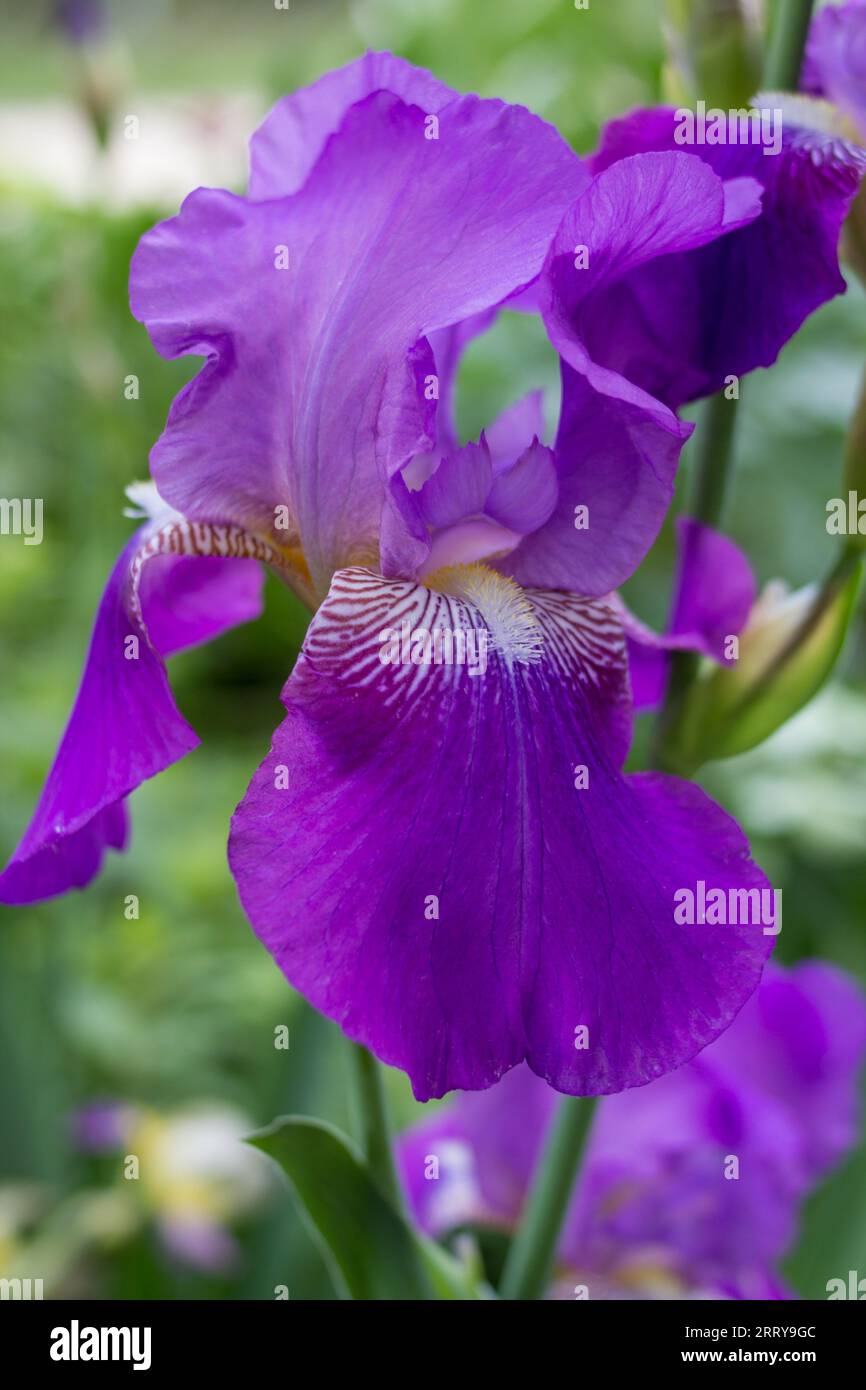 belle variété d'iris de fleur violette dans le jardin Banque D'Images