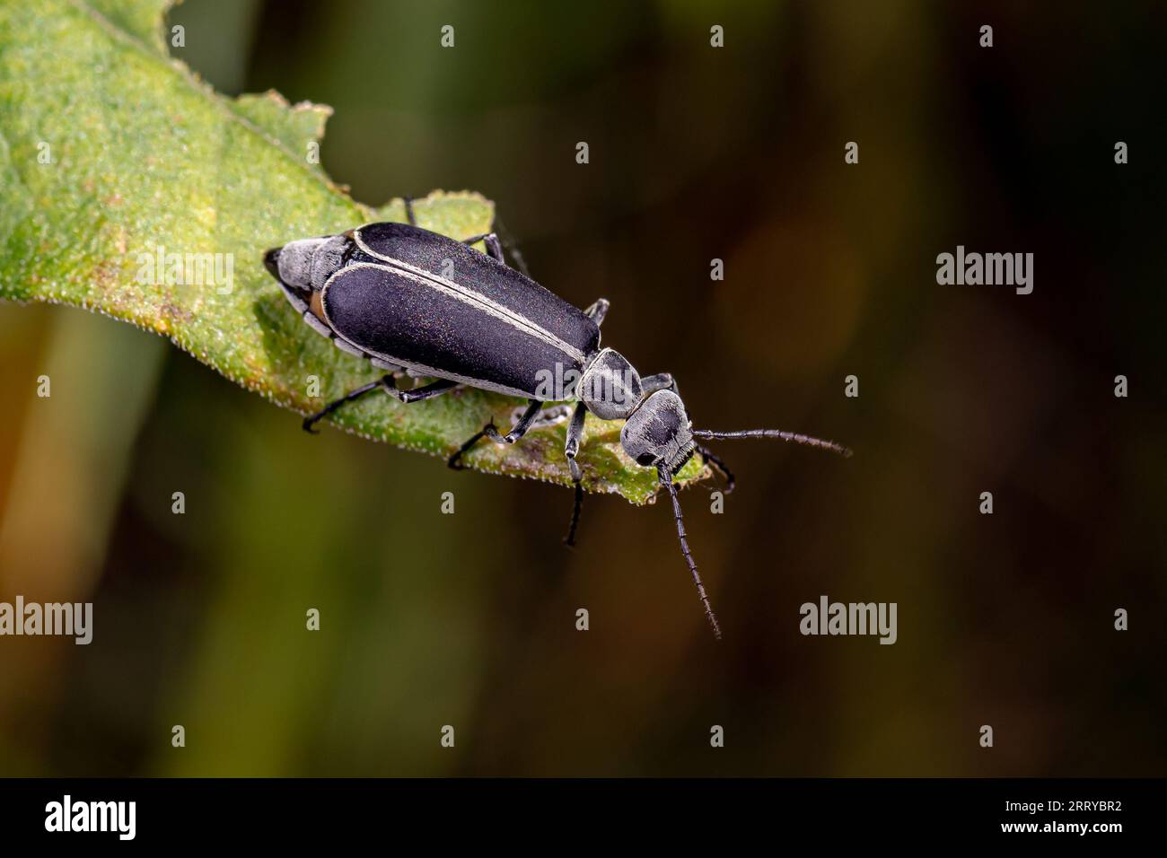 Blister Beetle marginé sur la feuille de la plante de fleurs sauvages. La conservation des insectes et de la faune, l'agriculture soja ravageur, et le concept de jardin de fleurs d'arrière-cour. Banque D'Images