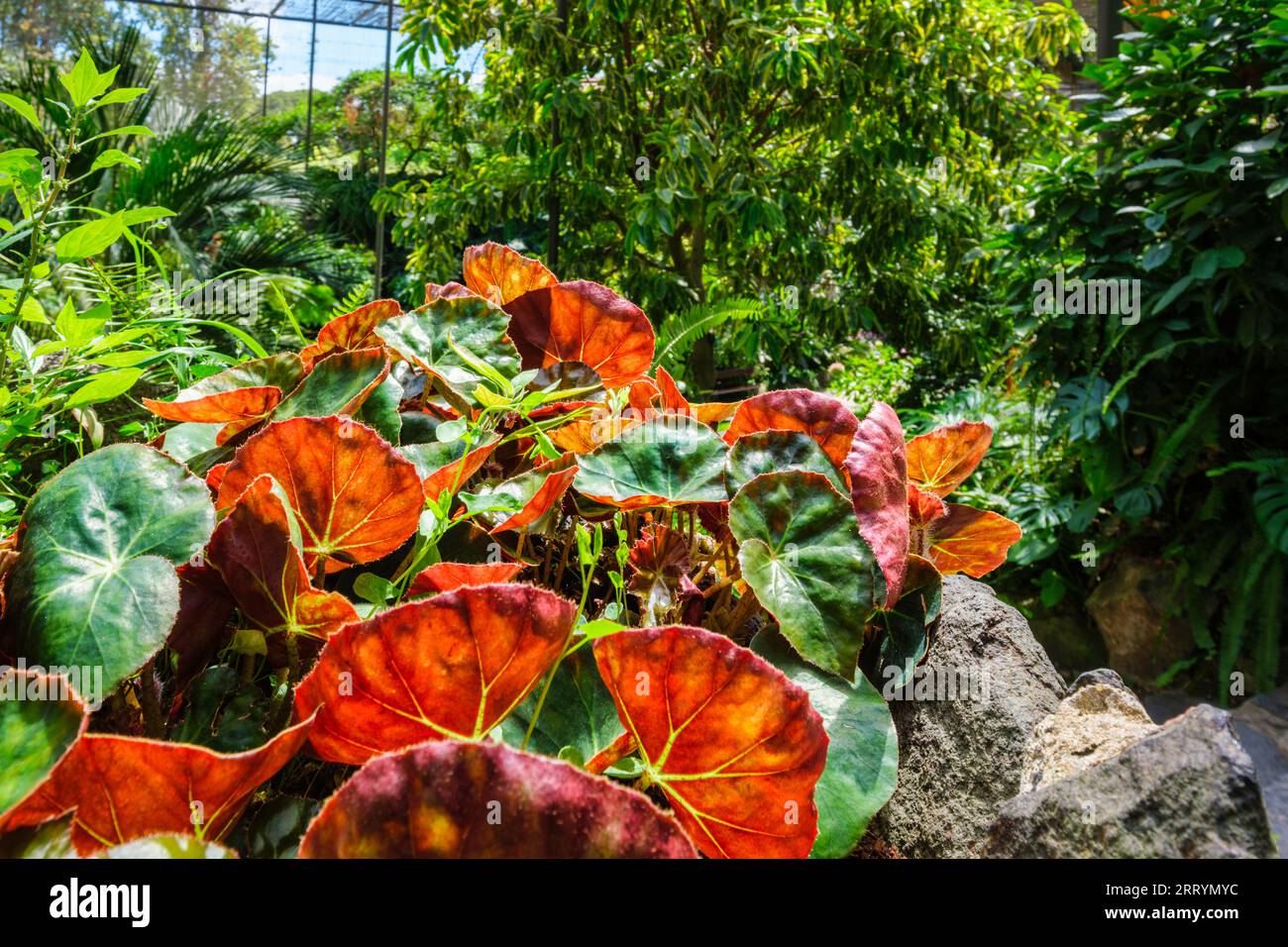 La maison froide Estufa Fria est une serre avec des jardins, des étangs, des plantes et des arbres à Lisbonne, Portugal Banque D'Images