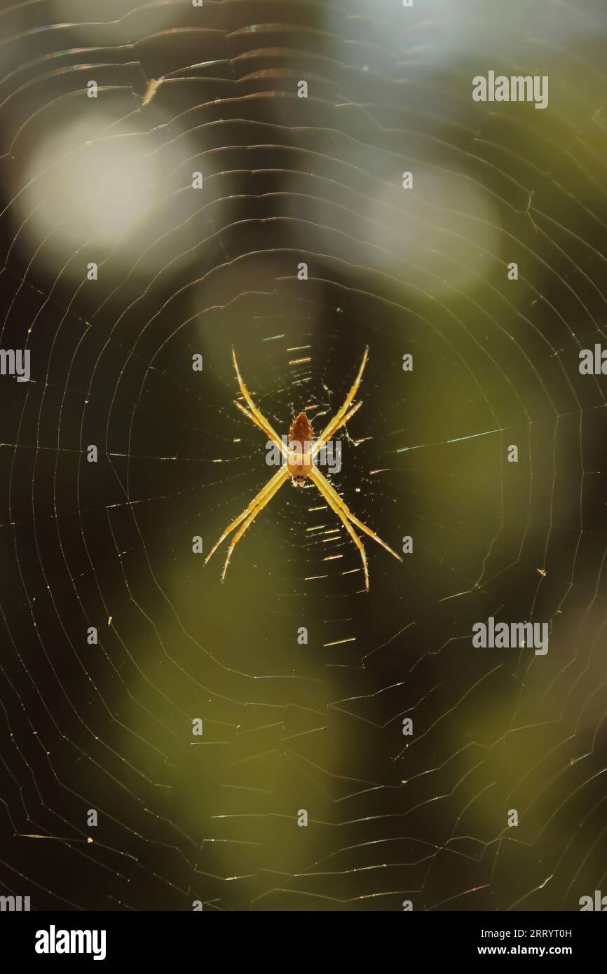 Araignée de tisserand de jardin jaune et orange au centre de sa toile d'orbe. Banque D'Images