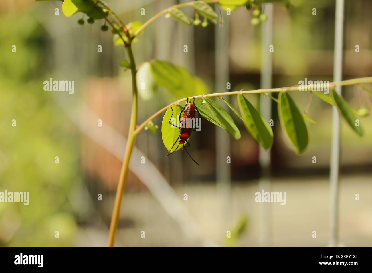 Insecte de punaise de lit ou parasite du coton, de l'espèce Dysdercus ruficollis. Sur la feuille d'une plante dans un jardin. Banque D'Images