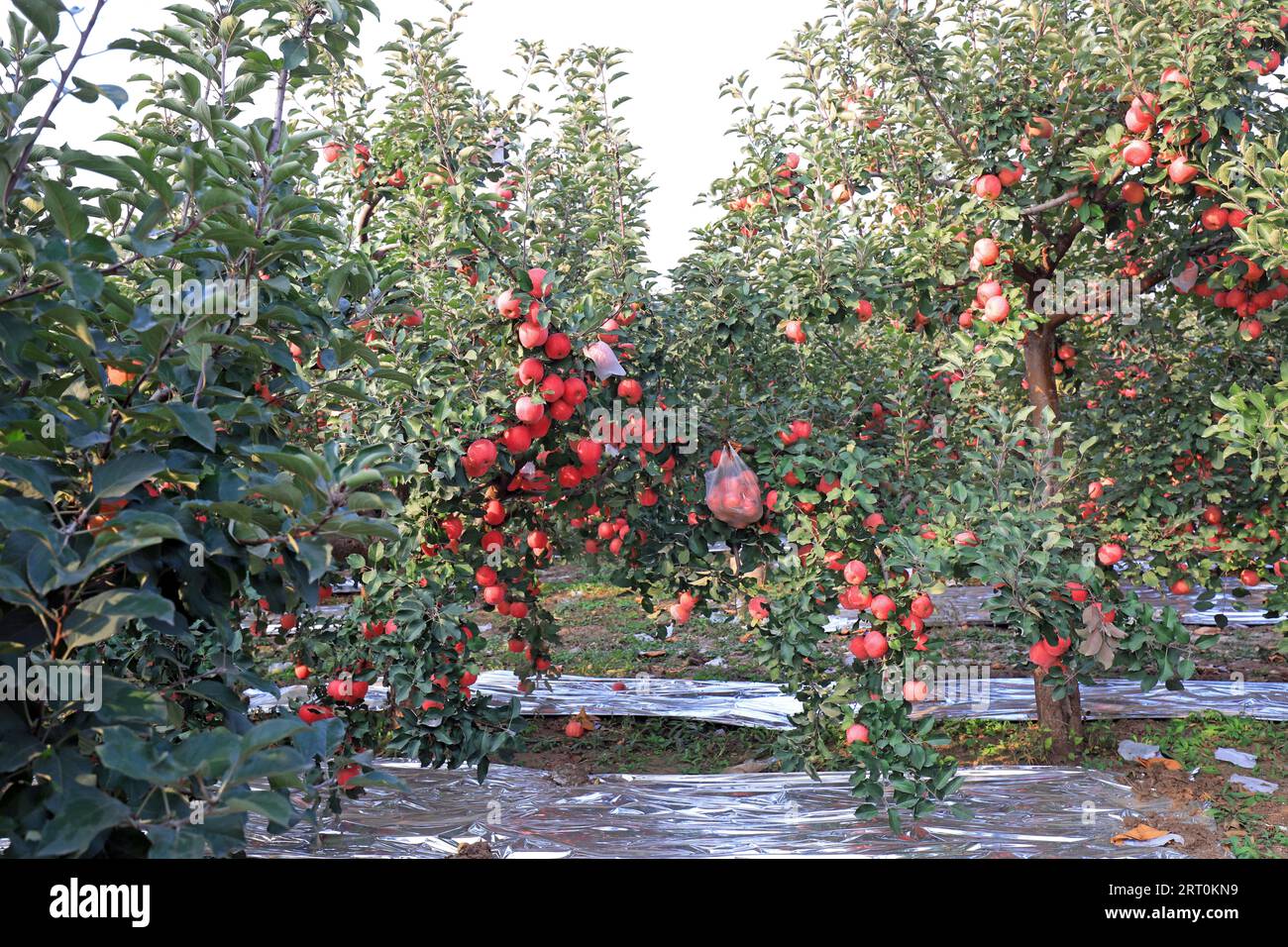 Pommes Fuji rouges mûres sur branches dans un verger, COMTÉ de LUANNAN, province du Hebei, Chine. Banque D'Images