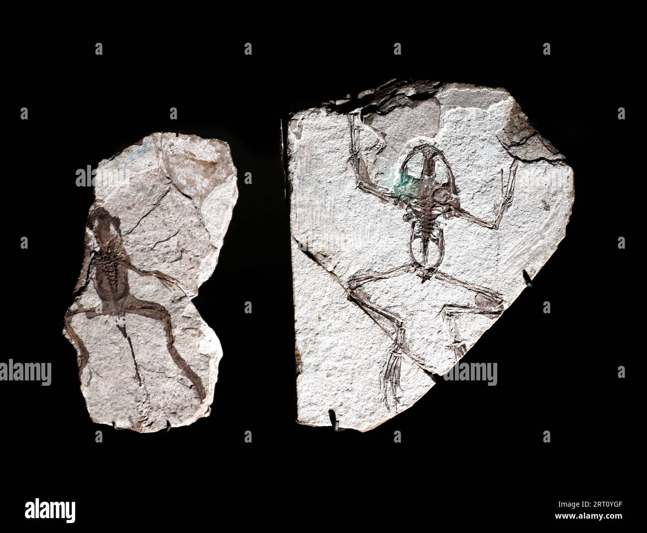 Detail os le fossile d'une grenouille préhistorique Banque D'Images