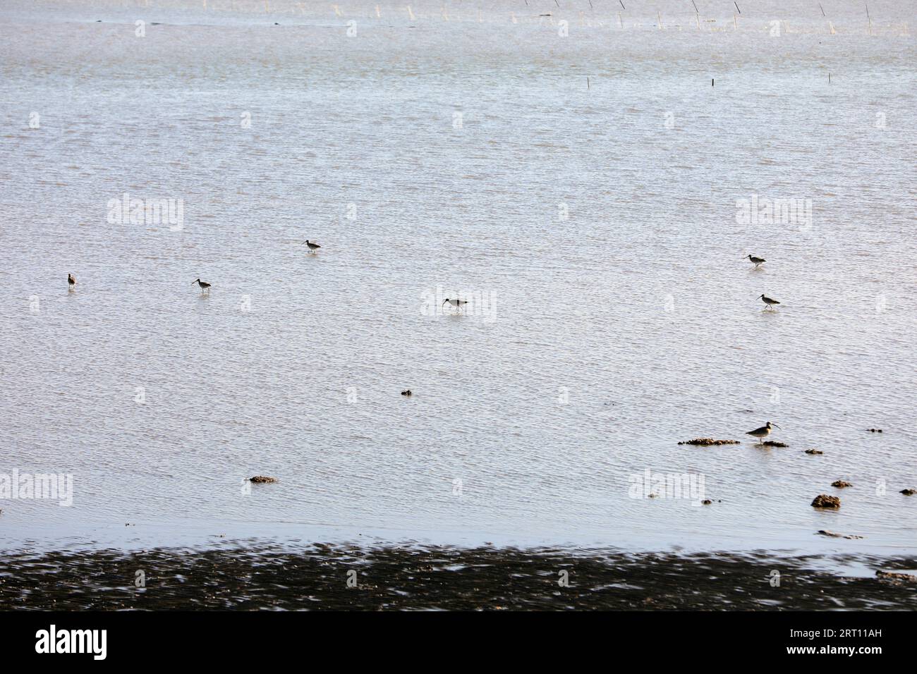 Oiseaux habitant les plages de la mer de Bohai, Chine du Nord Banque D'Images