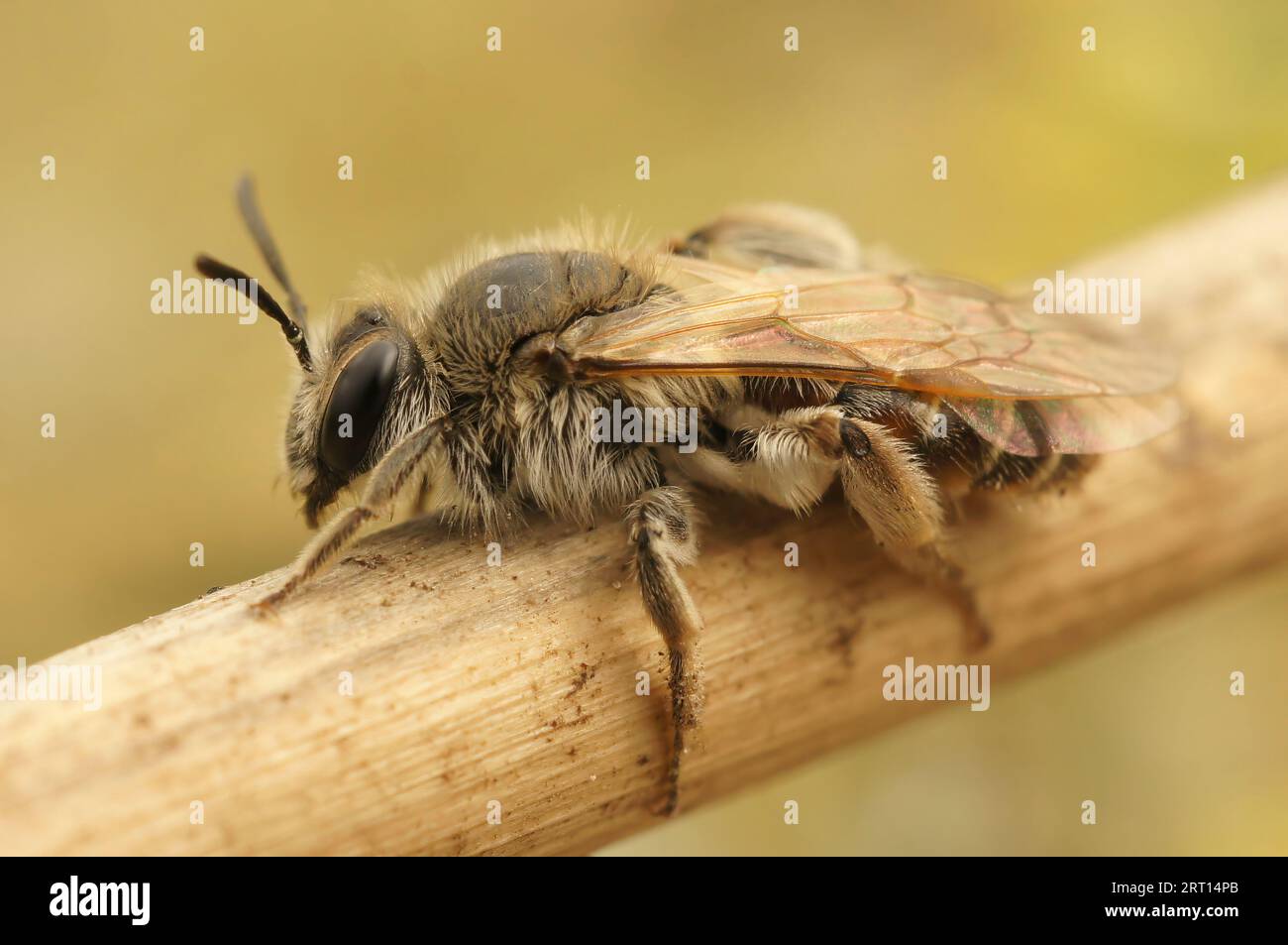 Gros plan naturel sur une jolie petite abeille femelle à ventre rouge, Andrena ventralis sur un morceau de bois Banque D'Images