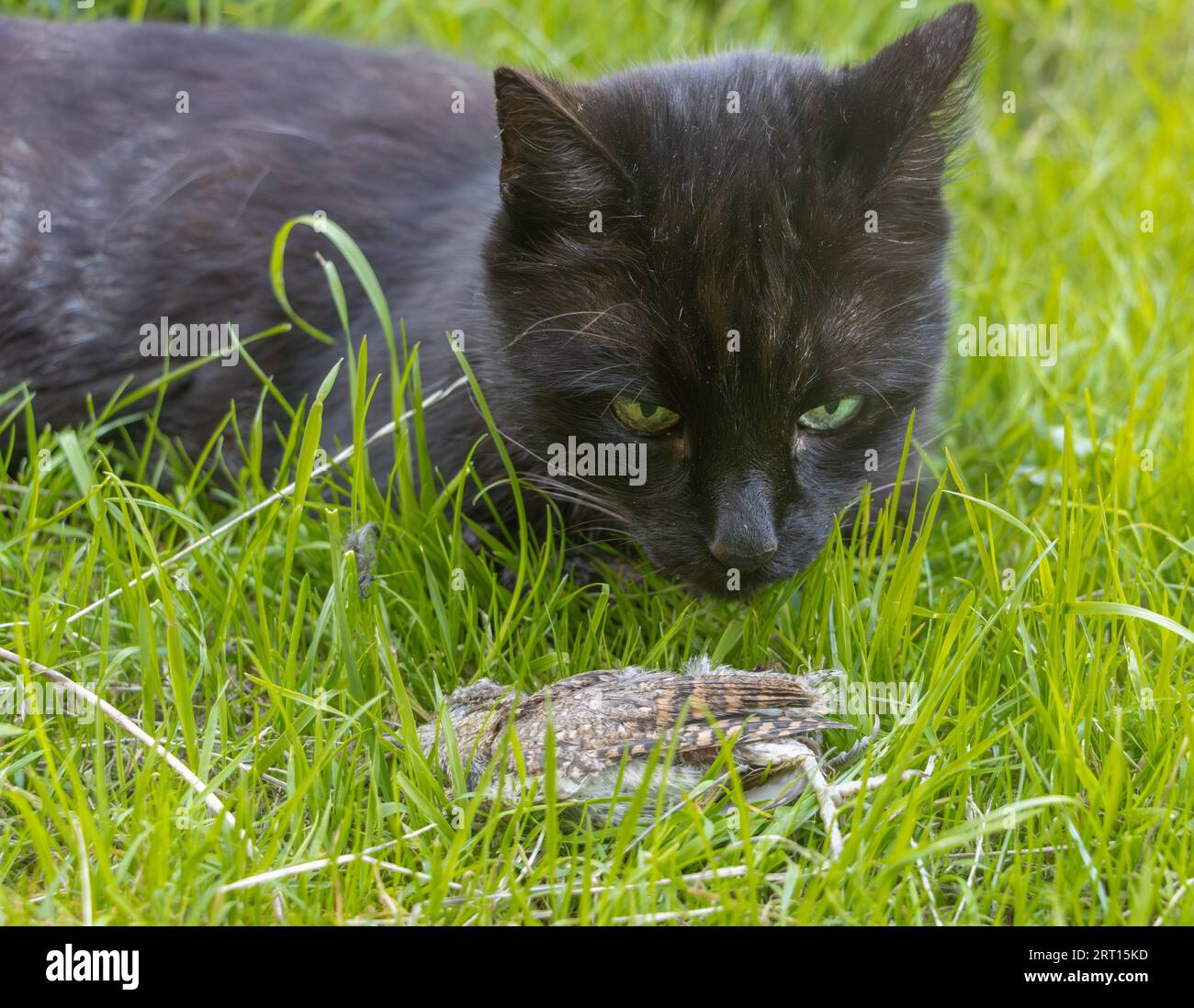 Un chat est allongé dans l'herbe avec un oiseau attrapé Banque D'Images