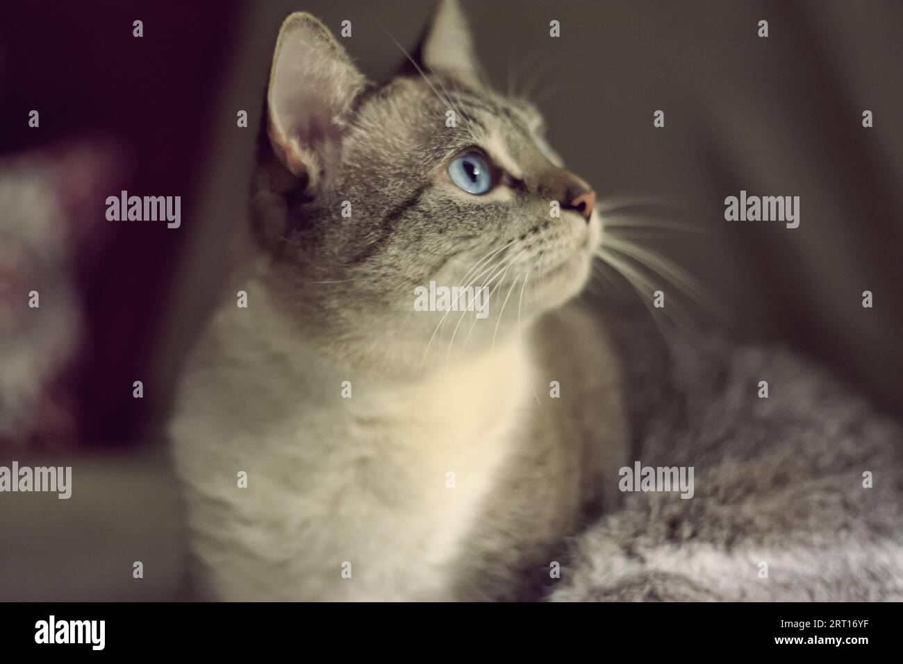 Portrait d'un joli chat aux yeux bleus Banque D'Images