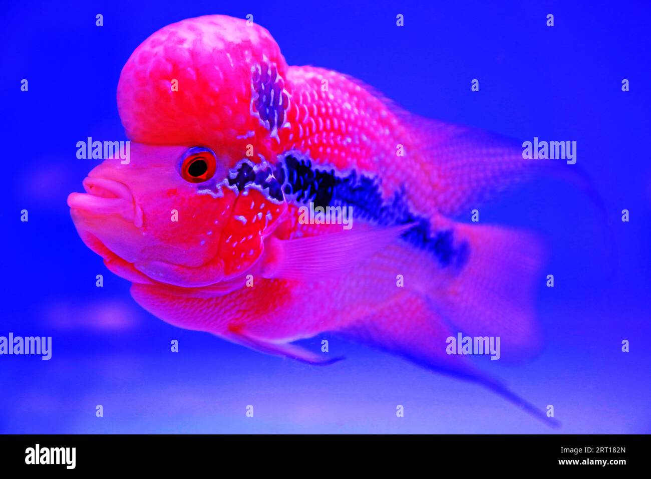 corne de fleur dans l'aquarium bleu, gros plan de la photo Banque D'Images