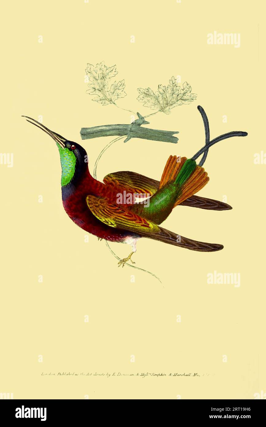 La topaze cramoisi (Topaza pella) [ici appelée Topaz Humming Bird] est une espèce de colibri de la famille des Trochilidae. On le trouve au Brésil, en Guyane française, en Guyane, au Suriname et au Venezuela. Plaque colorée du dépôt du naturaliste, ou, Miscellany mensuelle d'histoire naturelle exotique par Donovan, E. (Edward), 1768-1837 Volume 1 1823 consistant en plaques élégamment colorées avec des directions scientifiques et générales appropriées des plus curieux, rares, et de belles productions de la nature qui ont été récemment découvertes dans diverses parties du monde les dernières améliorations dans les différents depa Banque D'Images