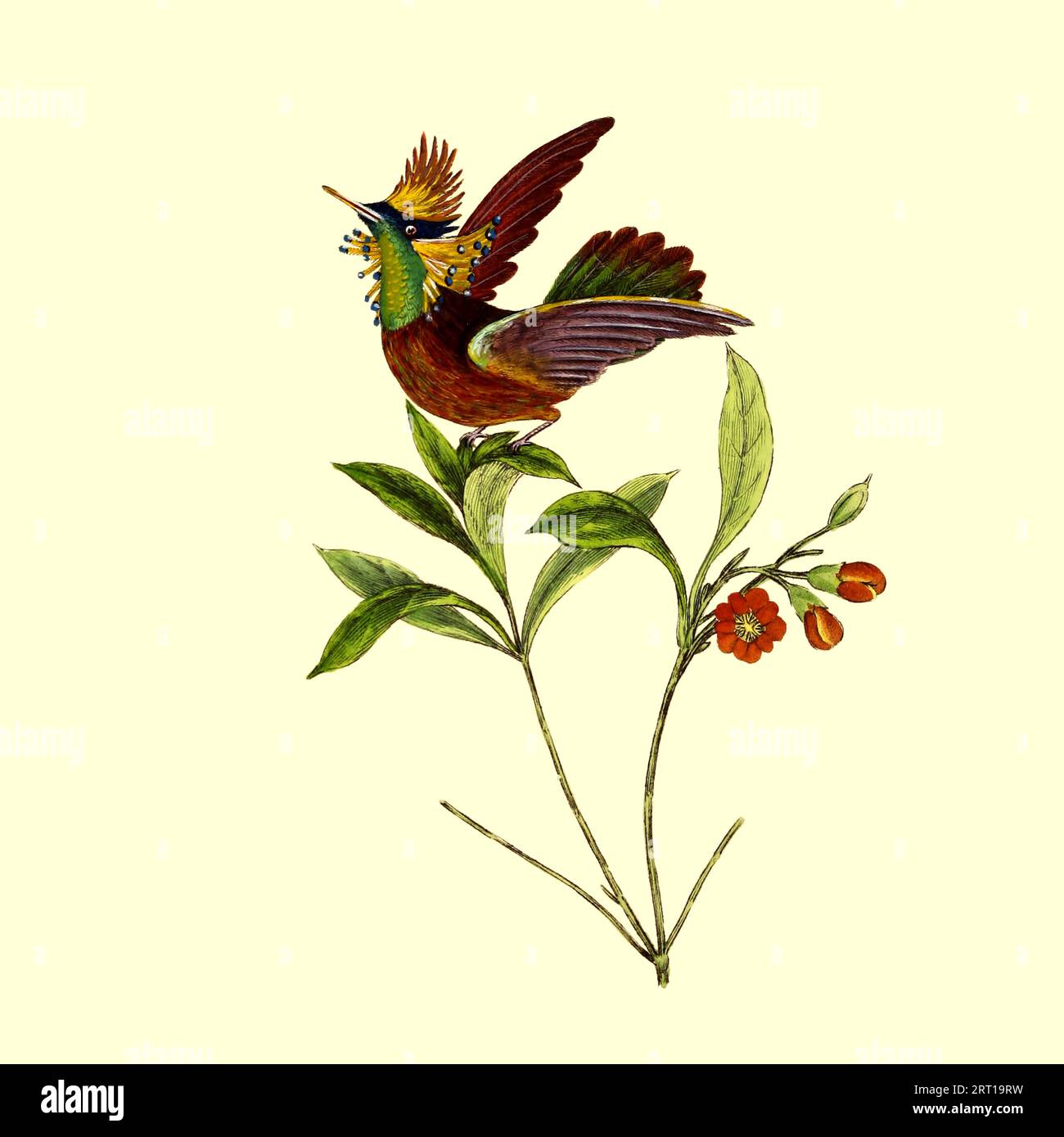 La coquette touffetée (Lophornis ornatus) [ici Trochilus ornatus oiseau bourdonnier à cou touffeté] est un petit colibri qui se reproduit dans l'est du Venezuela, à Trinité, en Guyane et dans le nord du Brésil. Plaque colorée du dépôt du naturaliste, ou, Monthly Miscellany of Exotic Natural History par Donovan, E. (Edward), 1768-1837 Volume 1 1823 composé de plaques élégamment colorées avec des directions scientifiques et générales appropriées des plus curieux, rares, et de belles productions de la nature qui ont été récemment découvertes dans diverses parties du monde les dernières améliorations dans les divers Banque D'Images