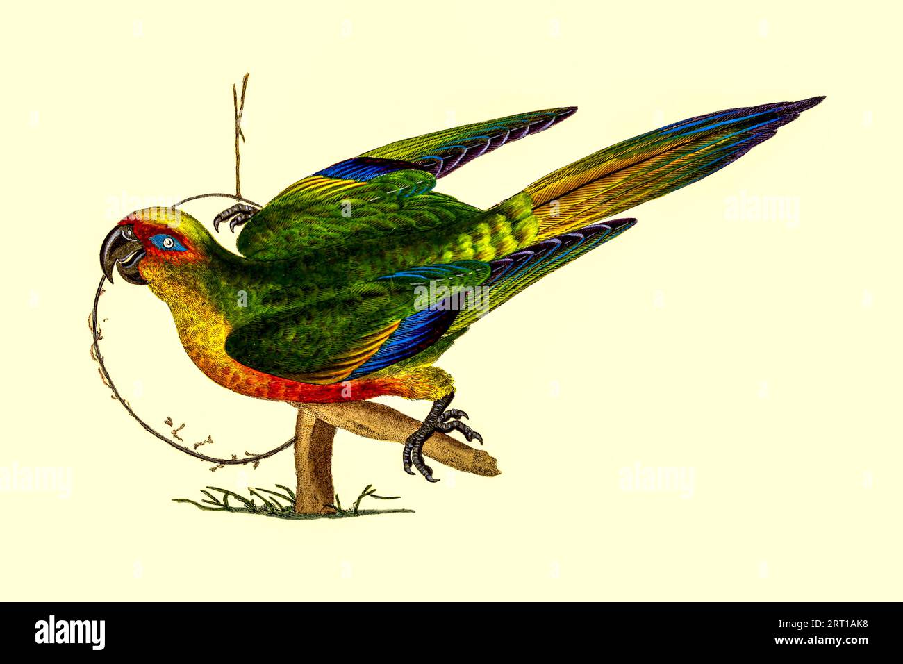 Psittacus aureus, plaque colorée de perroquet couronnée d'or du dépôt du naturaliste, ou, Miscellany mensuelle d'histoire naturelle exotique par Donovan, E. (Edward), 1768-1837 Volume 2 1824 composé de plaques élégamment colorées avec des directions scientifiques et générales appropriées des plus curieux, rares, et de belles productions de la nature qui ont été récemment découvertes dans diverses parties du monde les dernières améliorations dans les différents départements de la science les découvertes les plus importantes de quadrupèdes, oiseaux, poissons, insectes, coquillages, productions marines, et tout autre objet intéressant o Banque D'Images