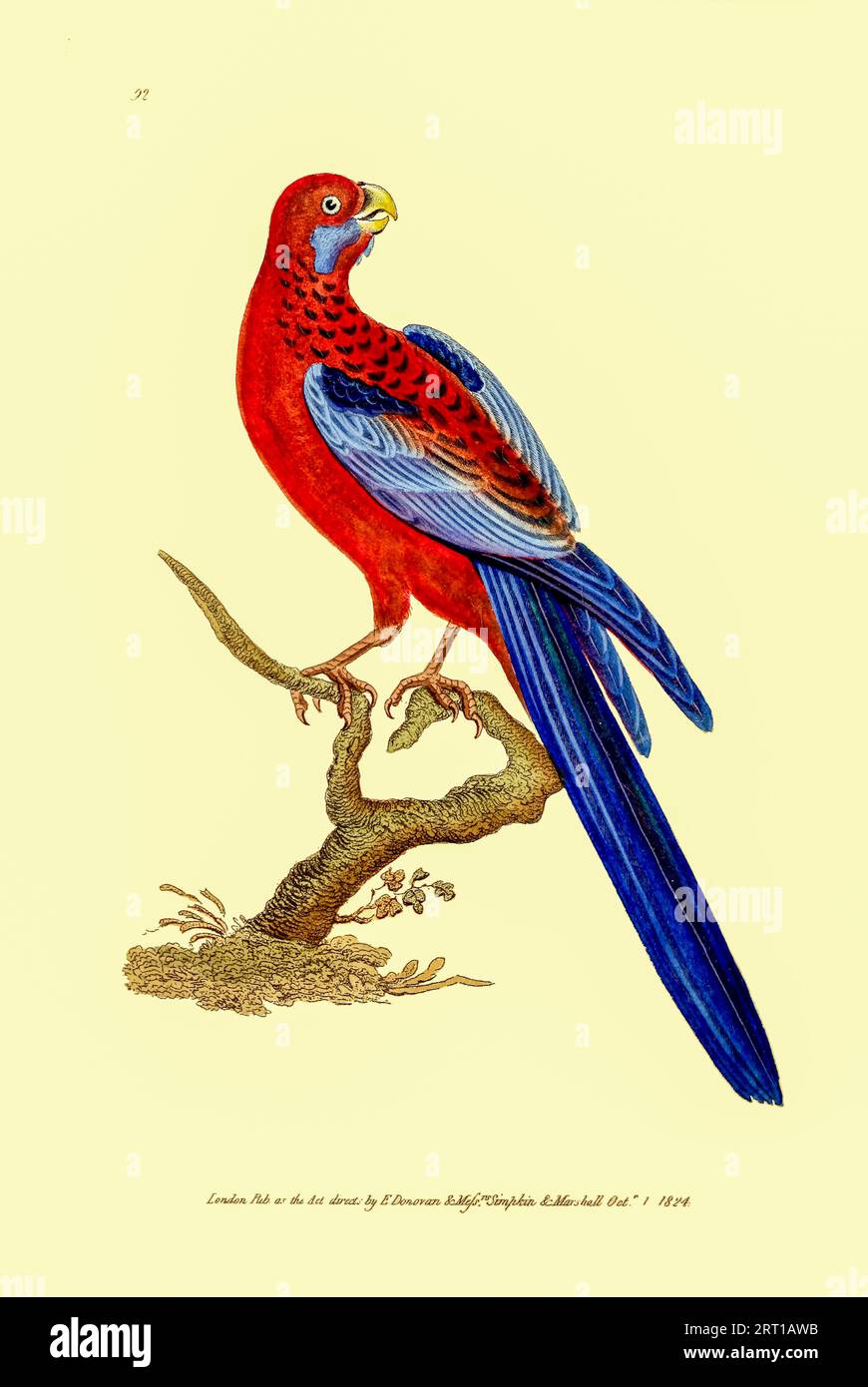 Le cramoisi rosella (Platycercus elegans) est un perroquet originaire de l'est et du sud-est de l'Australie qui a été introduit en Nouvelle-Zélande et dans l'île Norfolk. Ici comme Psittacus Pennantii, la plaque de couleur perroquet de Pennant du dépôt du Naturaliste, ou, Monthly Miscellany of Exotic Natural History par Donovan, E. (Edward), 1768-1837 Volume 3 1825 composé de plaques élégamment colorées avec des directions scientifiques et générales appropriées des plus curieux, rares, et de belles productions de la nature qui ont été récemment découvertes dans diverses parties du monde les dernières améliorations Banque D'Images