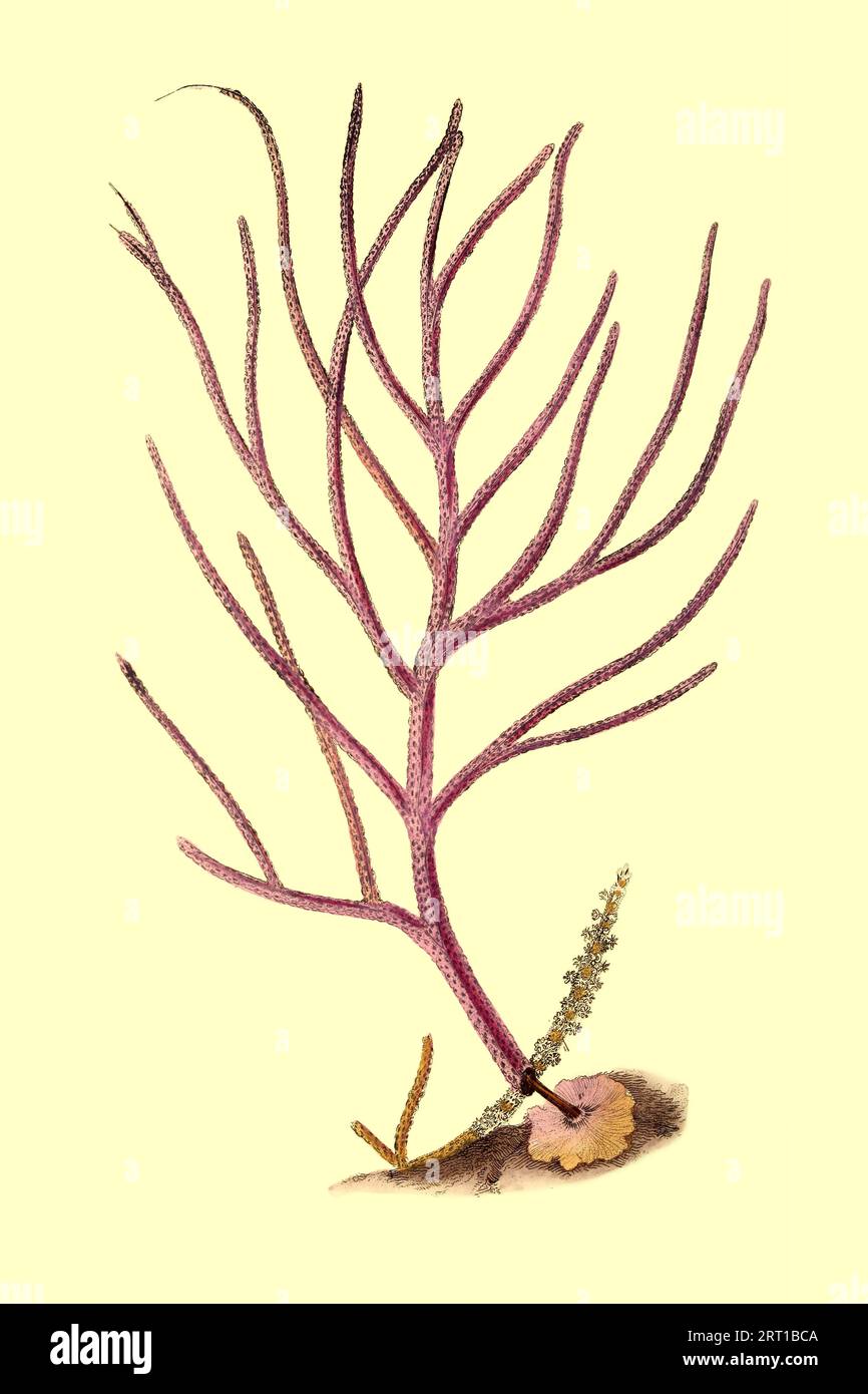 Gorgonia Ceratophyta, var rubra, Gorgonia filiforme, variété rouge Alcyonacea sont une espèce de cnidaires coloniaux sessiles que l'on trouve dans tous les océans du monde. Plaque colorée du dépôt du naturaliste, ou, Monthly Miscellany of Exotic Natural History par Donovan, E. (Edward), 1768-1837 Volume 4 1826 composé de plaques élégamment colorées avec des directions scientifiques et générales appropriées des plus curieux, rares, et de belles productions de la nature qui ont été récemment découvertes dans diverses parties du monde les dernières améliorations dans les différents départements de scienc Banque D'Images