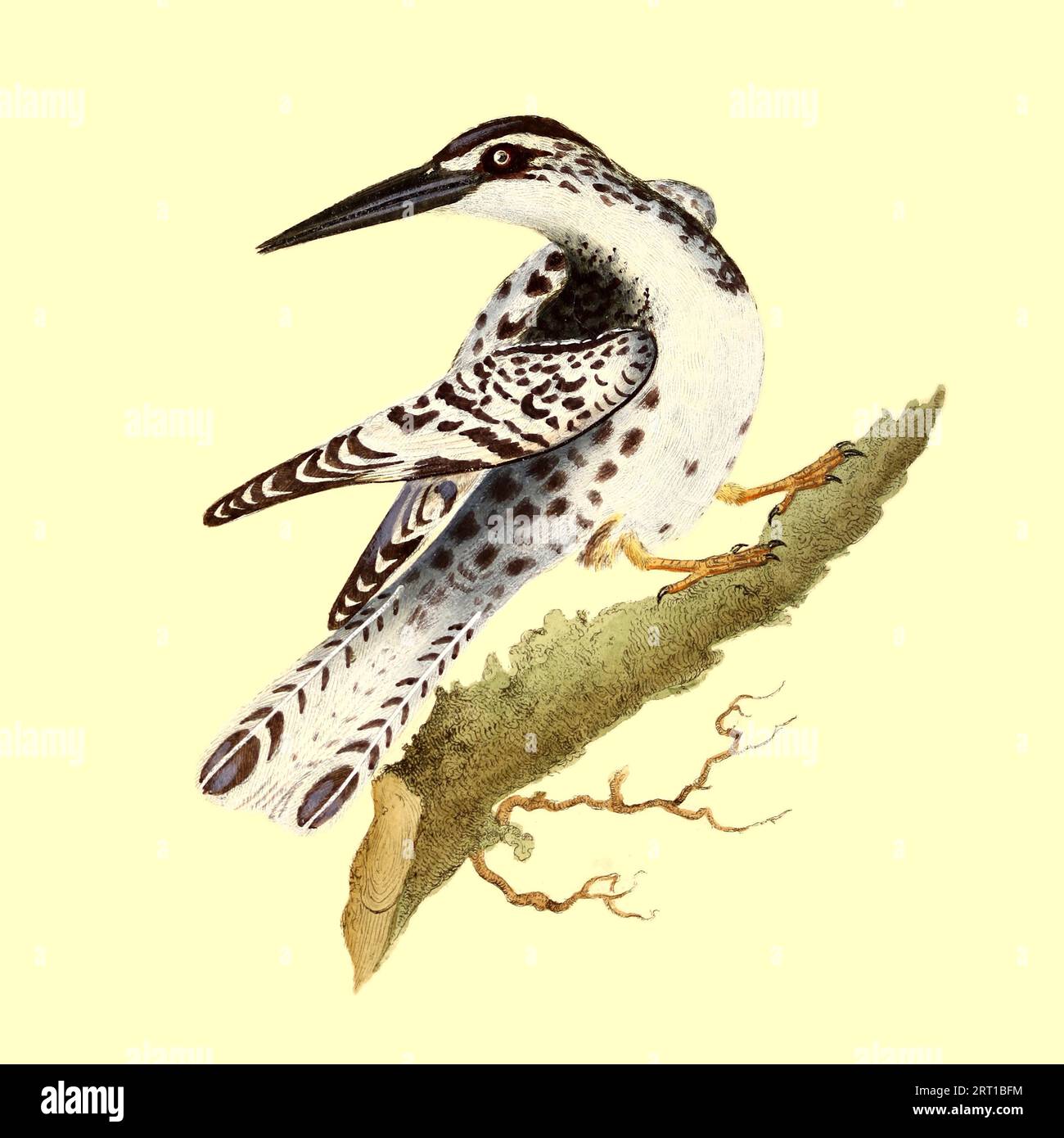 Le martin-pêcheur à pied (Ceryle rudis) est une espèce de martin-pêcheur d'eau largement répartie en Afrique et en Asie. Ici comme Alcedo rudis, White and Spotted King's-Fisher Coloured plate from the Naturalist's repository, ou Monthly miscellany of Exotic Natural History de Donovan, E. (Edward), 1768-1837 Volume 4 1826 composé de plaques élégamment colorées avec des orientations scientifiques et générales appropriées des plus curieux, rares, et de belles productions de la nature qui ont été récemment découvertes dans diverses parties du monde les dernières améliorations dans les différents départements de science mos Banque D'Images