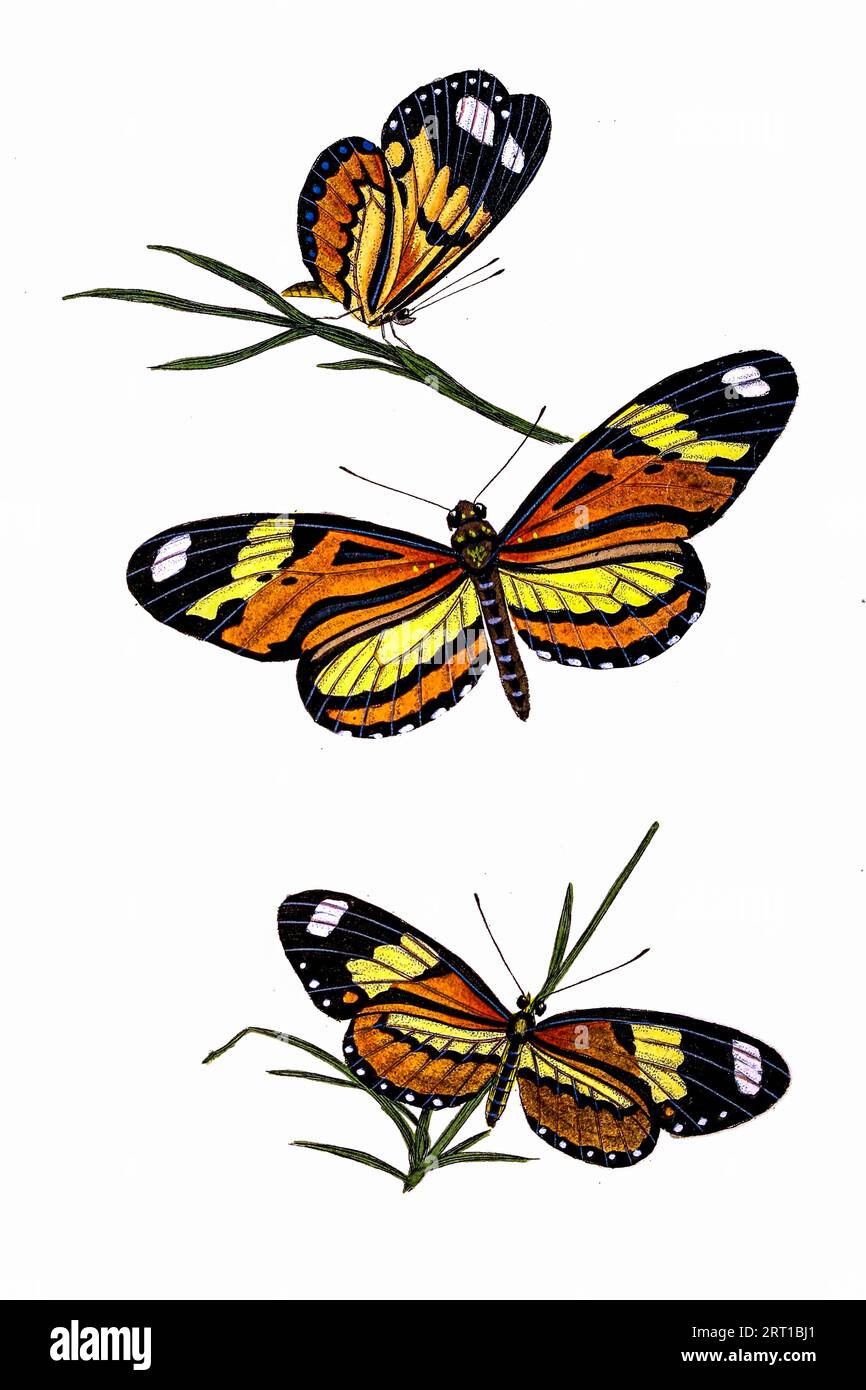 Mechanitis lysimnia, l'aile confuse, tigre d'huile douce[2] ou aile lysimnia, est une espèce de papillon de la famille des Nymphalidae. Il a été décrit par Johan Christian Fabricius en 1793. On le trouve en Amérique centrale et du Sud, ici comme Papilio Lysimnia, Lysimnia Butterfly Coloured plate du dépôt du naturaliste, ou, Monthly miscellany of Exotic Natural History par Donovan, E. (Edward), 1768-1837 Volume 4 1826 composé de plaques élégamment colorées avec des directions scientifiques et générales appropriées des productions les plus curieuses, rares et belles de la nature qui ont des abeilles Banque D'Images
