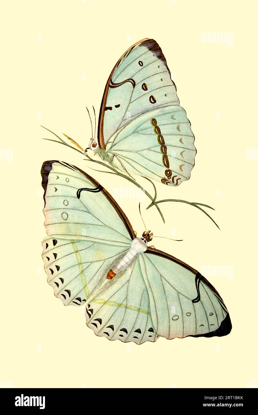 Morpho laertes (anciennement Morpho epistrophus), le morpho blanc ou Epistrophus morpho blanc, est un papillon néotropical présent au Brésil, en Uruguay, au Paraguay et en Argentine. Le morpho blanc est originaire de la forêt atlantique, ici comme Papilio epistrophus (Laertes Drury) Epistrophns Butterfly Coloured plate from ' the Naturalist's repository, ou, Monthly miscellany of Exotic Natural History par Donovan, E. (Edward), 1768-1837 Volume 4 1826 composé de plaques élégamment colorées avec des directions scientifiques et générales appropriées des productions les plus curieuses, rares et belles de la nature qui hav Banque D'Images